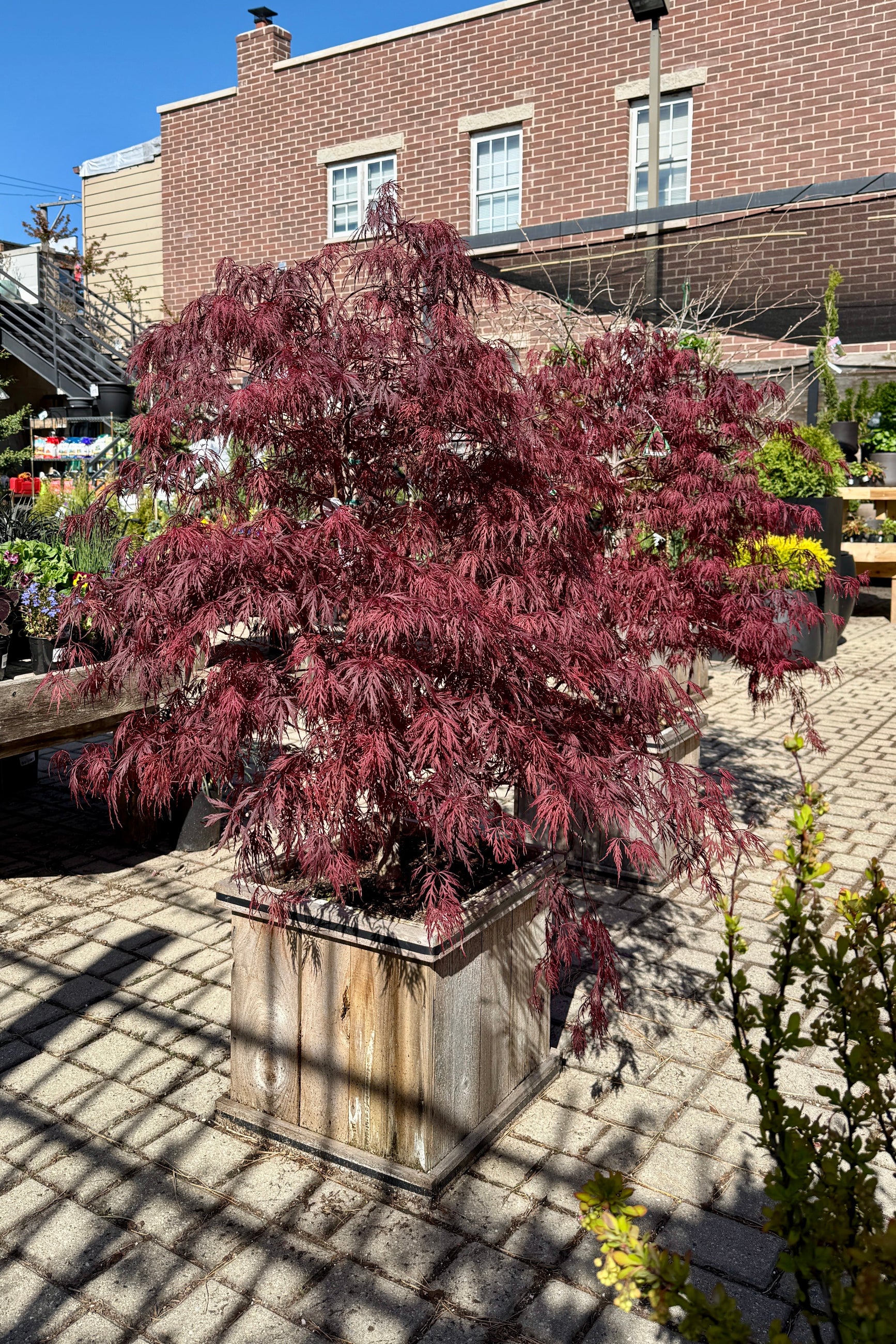 red leaf potted plants Acer palmatum var. dissectum 'Red Dragon' #15 at SPROUT HOME
