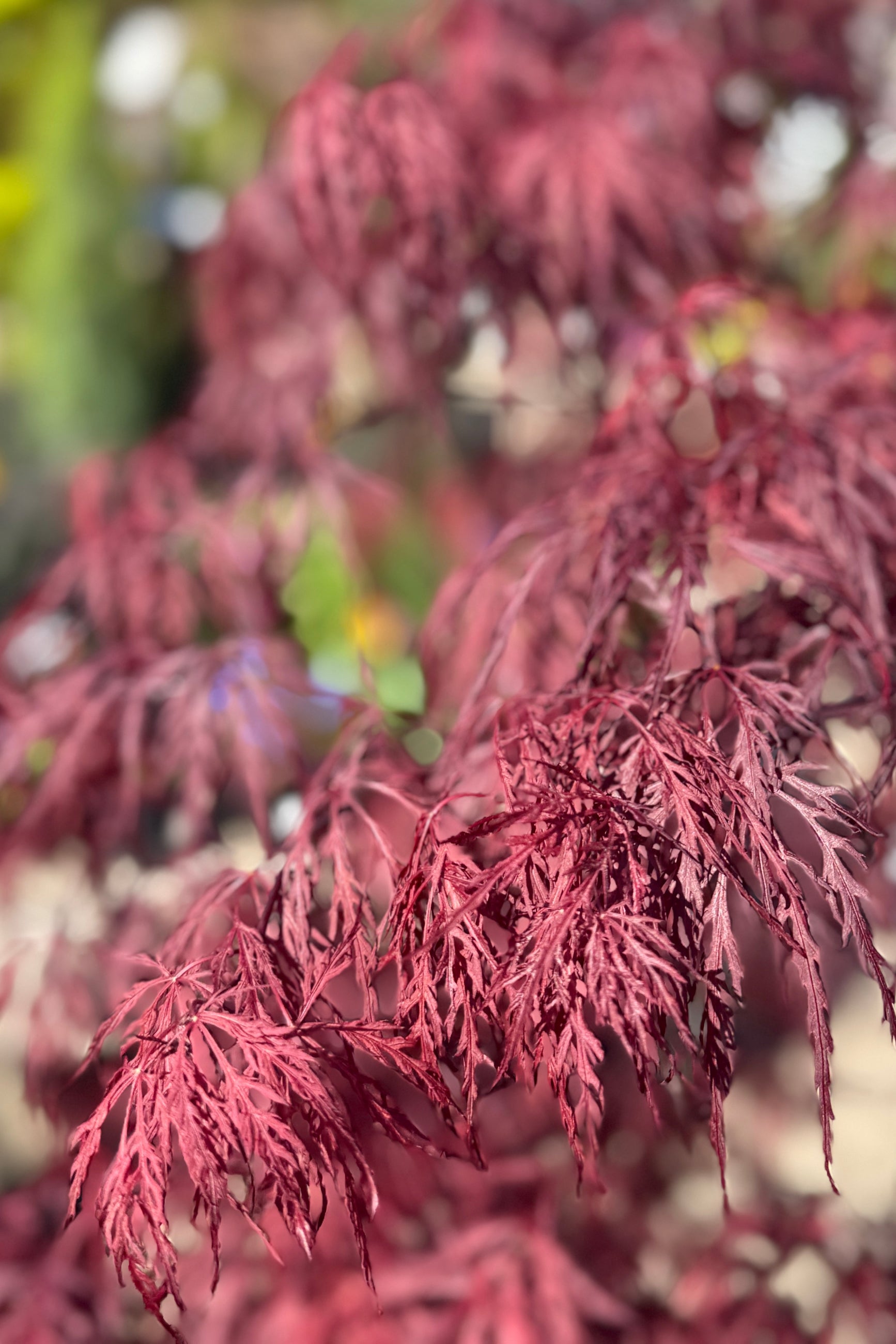 Japanese Maple 'Red Dragon' delicate Lacey leaves in April ©Sprout Home