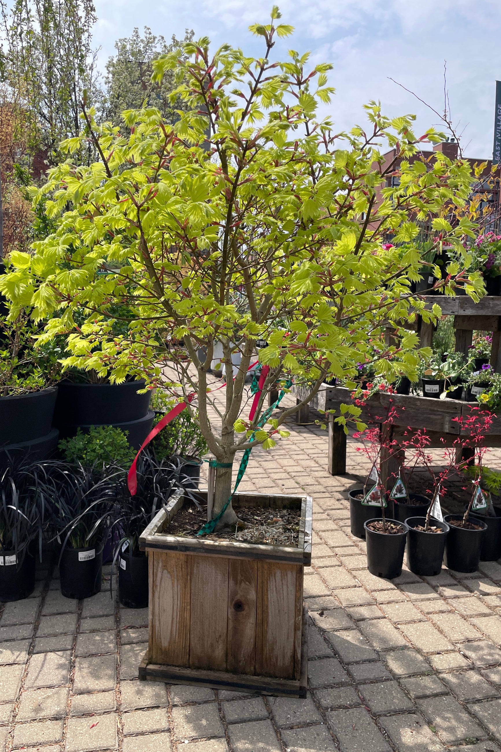 Acer shirasawanum 'Aureum' in a #15 the middle of April in the Sprout Home yard. ©Sprout Home