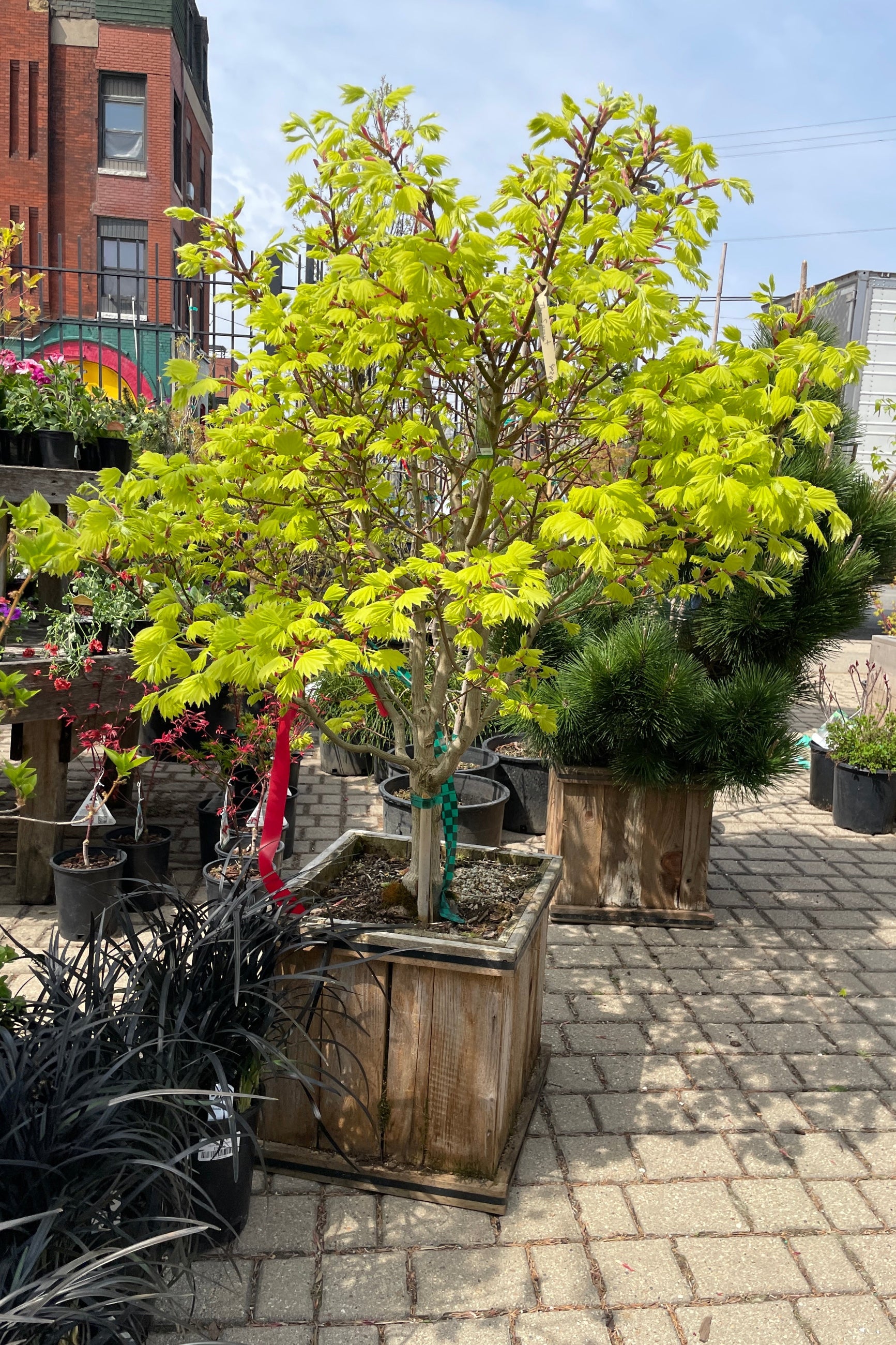 Full Moon Maple in a #15 cedar wood square pot the middle of April with its fresh bright chartreuse leaves. ©Sprout Home