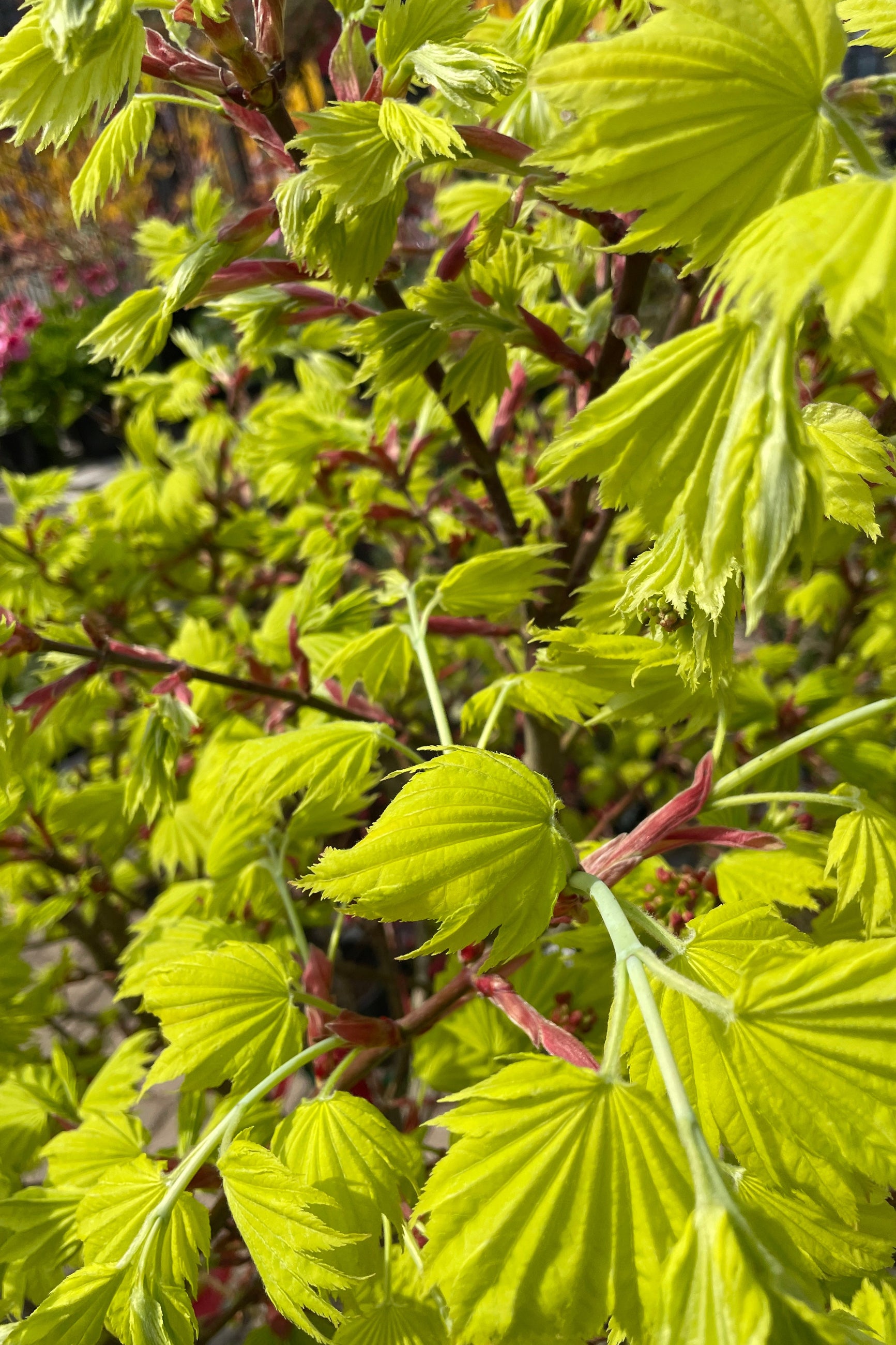 Detail picture of the bright chartreuse spring leaves of the Acer shirasawanum 'Aureum' the middle of April. ©Sprout Home