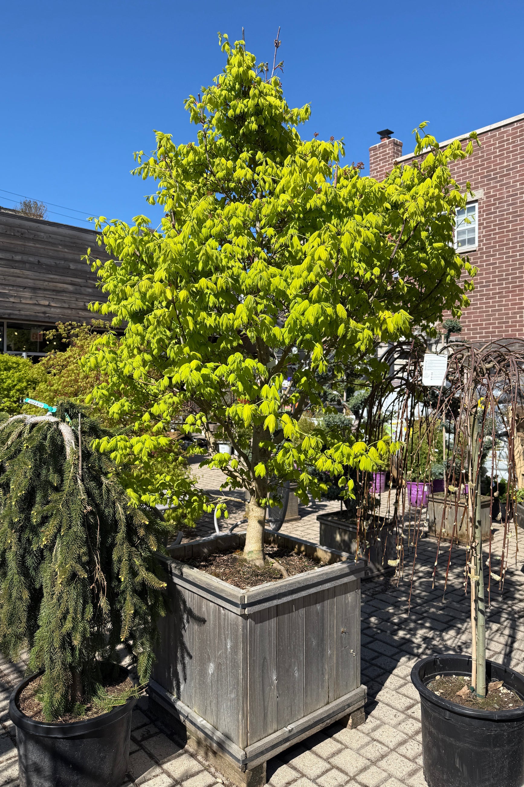 Acer shirasawanum 'Aureum' in a #24 growers box in April ©Sprout Home