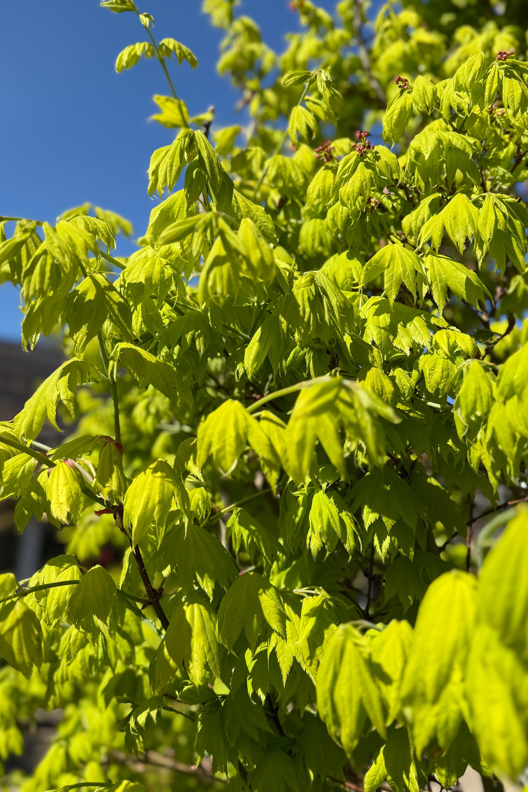 Acer shirasawanum 'Aureum' chartreuse leaves in April ©Sprout Home