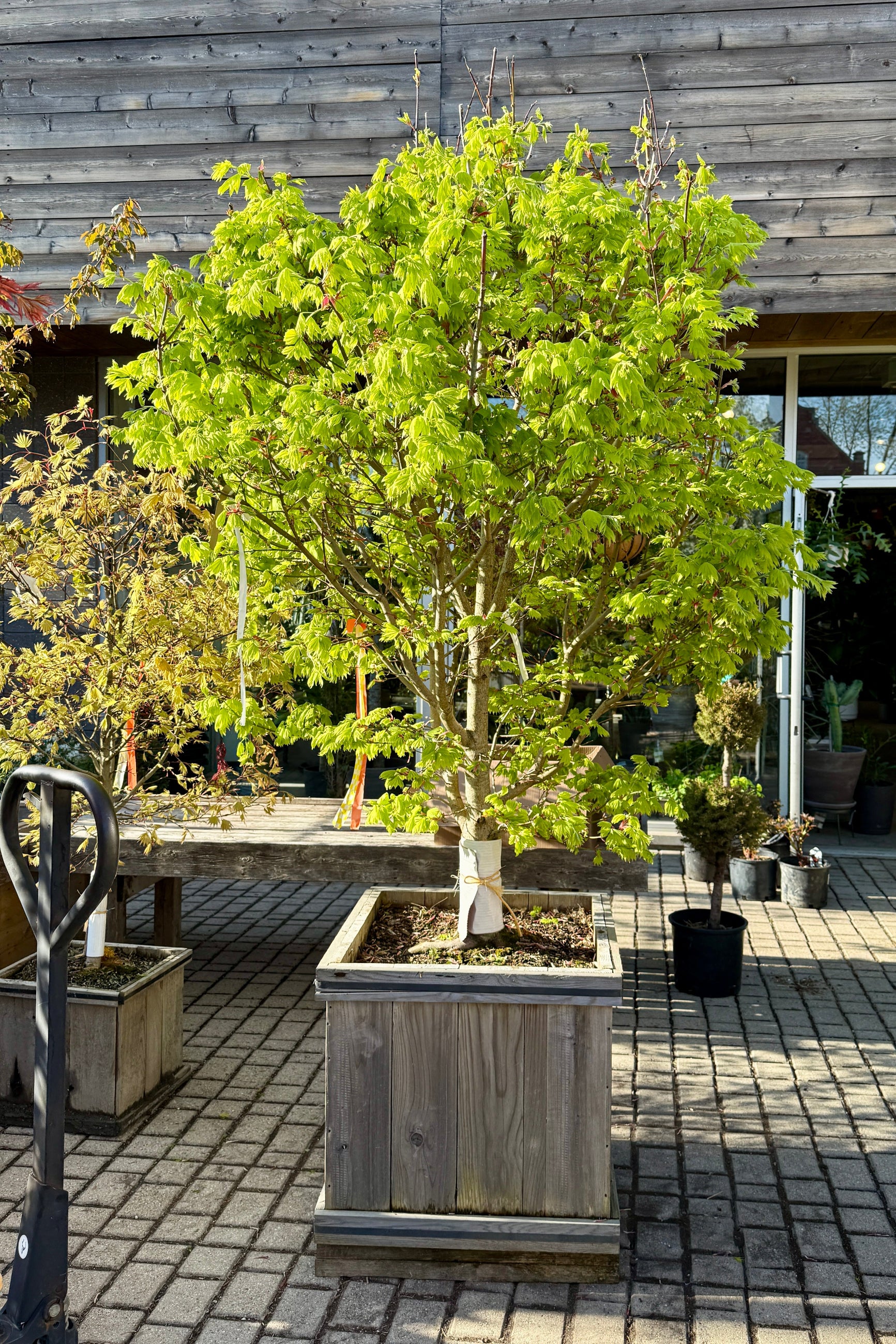 Acer Golden Full Moon Maple chartreuse leaves in a #24 growers box and in April ©Sprout Home
