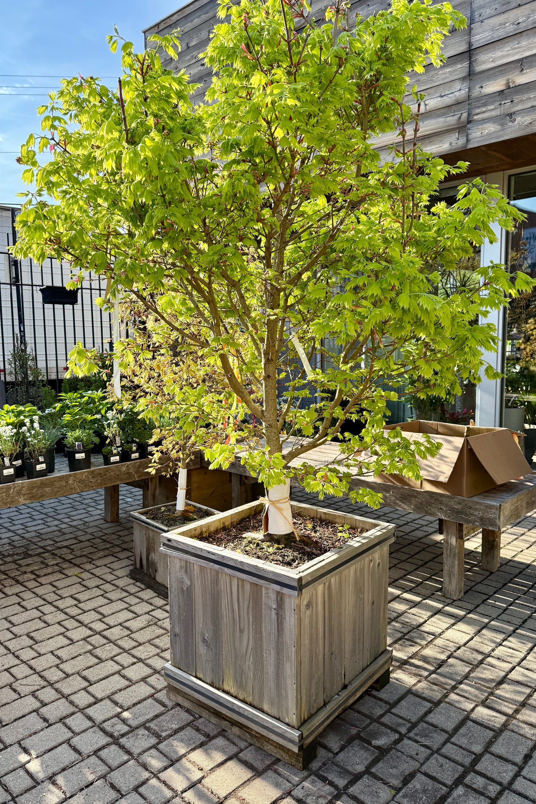 Acer Golden Full Moon Maple chartreuse leaves in a #24 growers box and in April ©Sprout Home