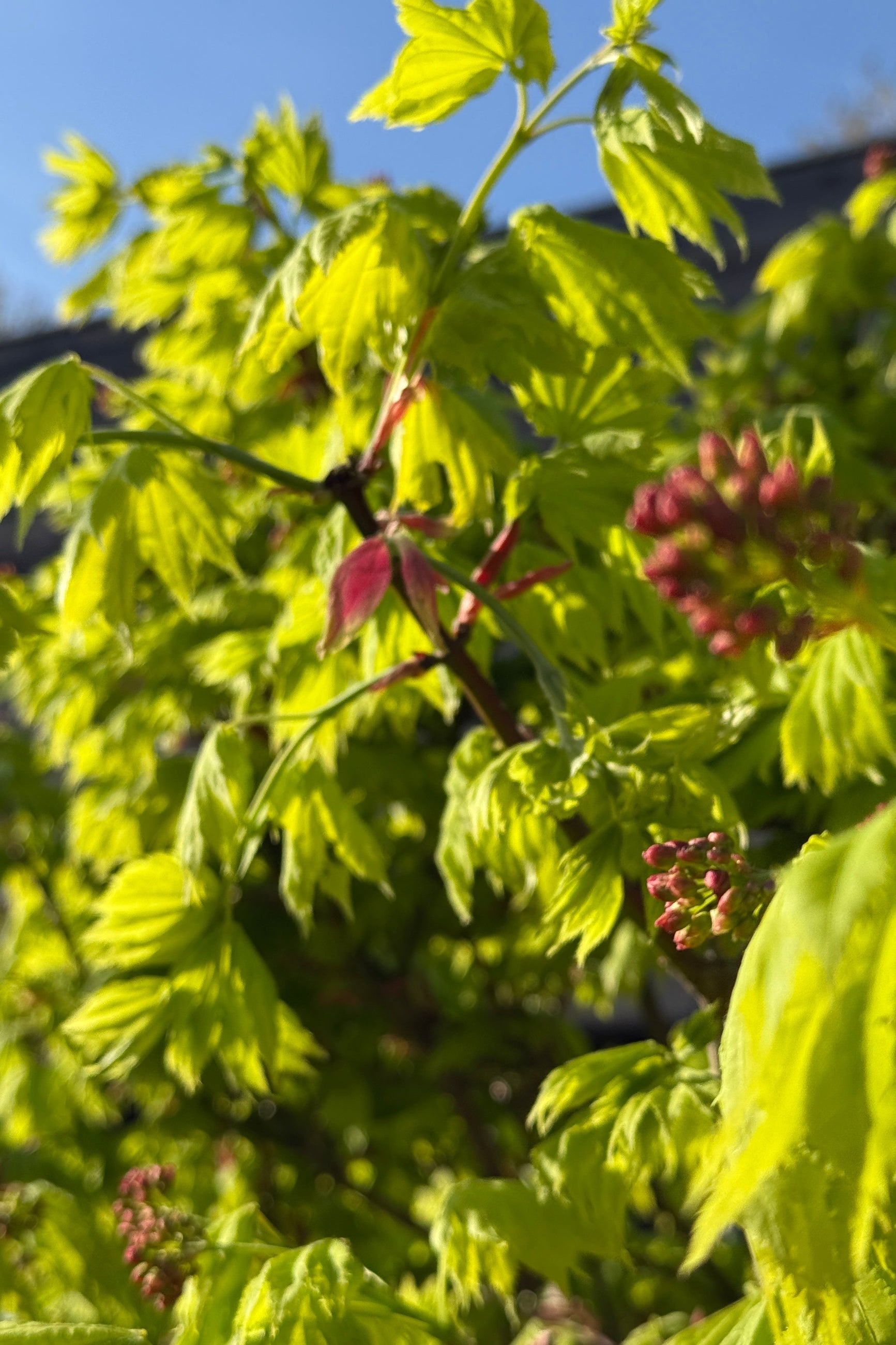 Acer Golden Full Moon Maple chartreuse leaves and in April ©Sprout Home