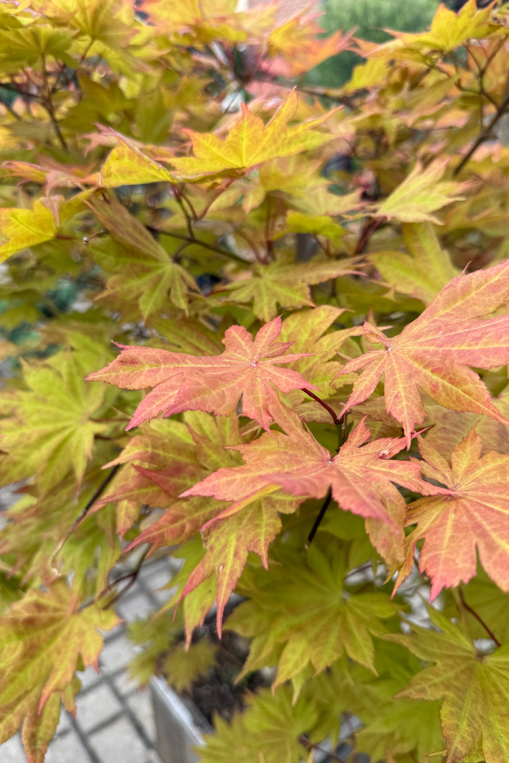 Close-up oAcer shirasawanum 'Autumn Moon' vibrant red and green leaves the end of May ©Sprout Home