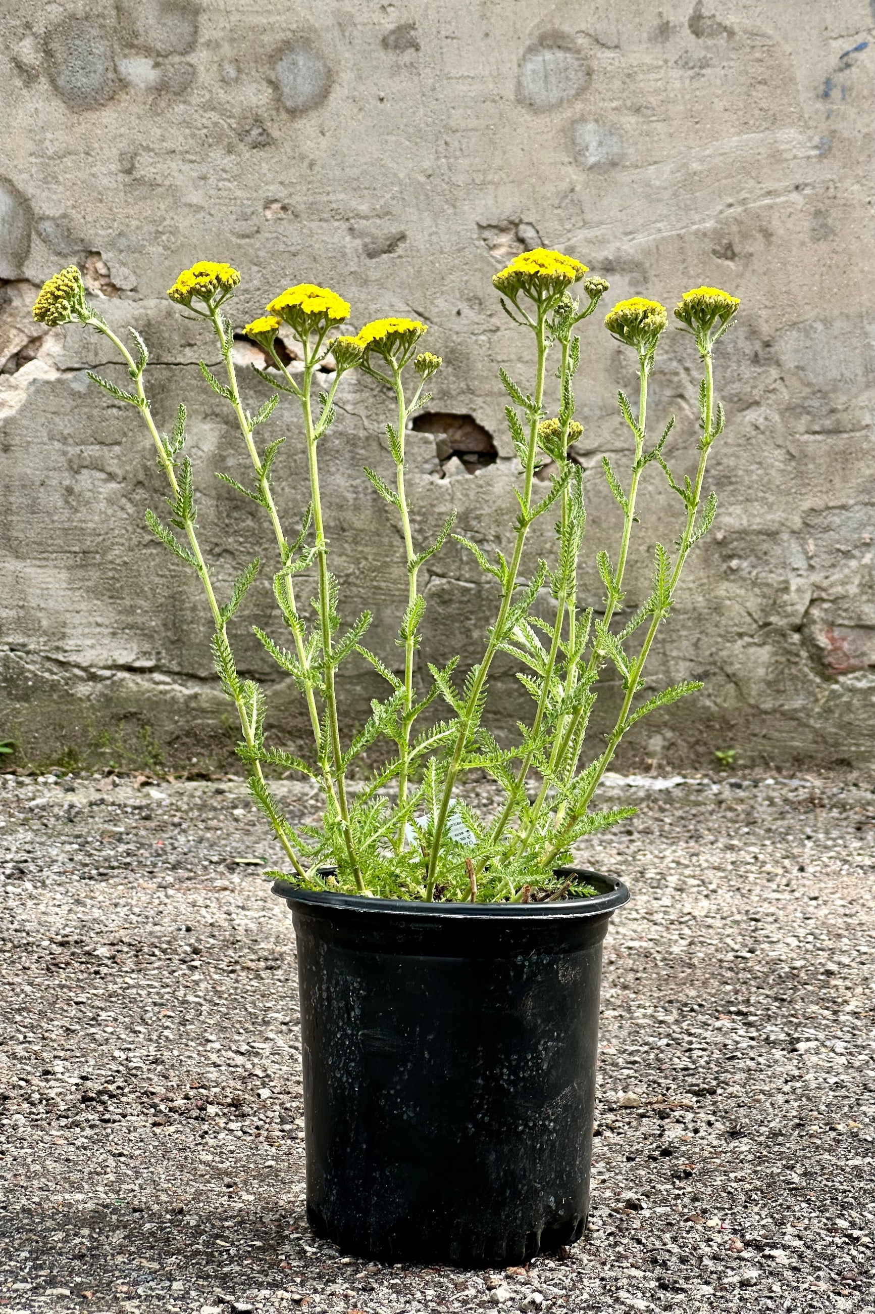 #1 size growers pot of Achillea 'Little Moonshine' perennial mid May in bloom with yellow flowers ©Sprout Home