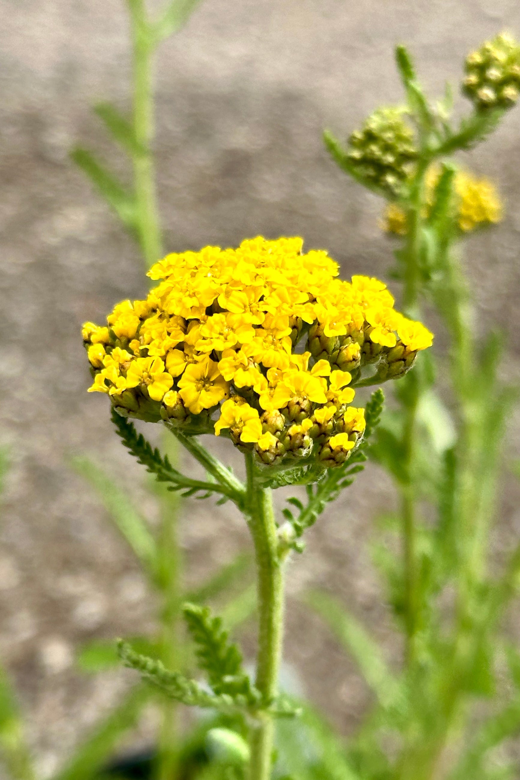 detail of the flower head of the Achillea 'Little Moonshine' perennial shining bright yellow mid May ©Sprout Home