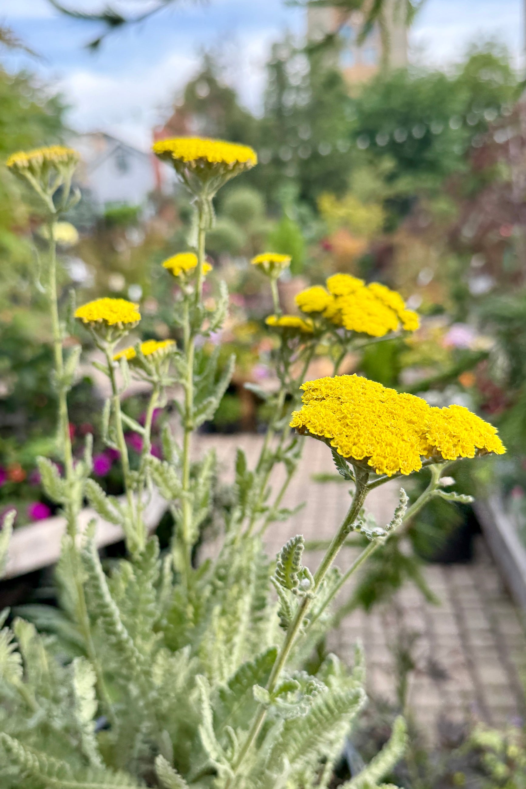 Achillea 'Moonshine' blooming their bright yellow blooms the end of May ©Sprout Home