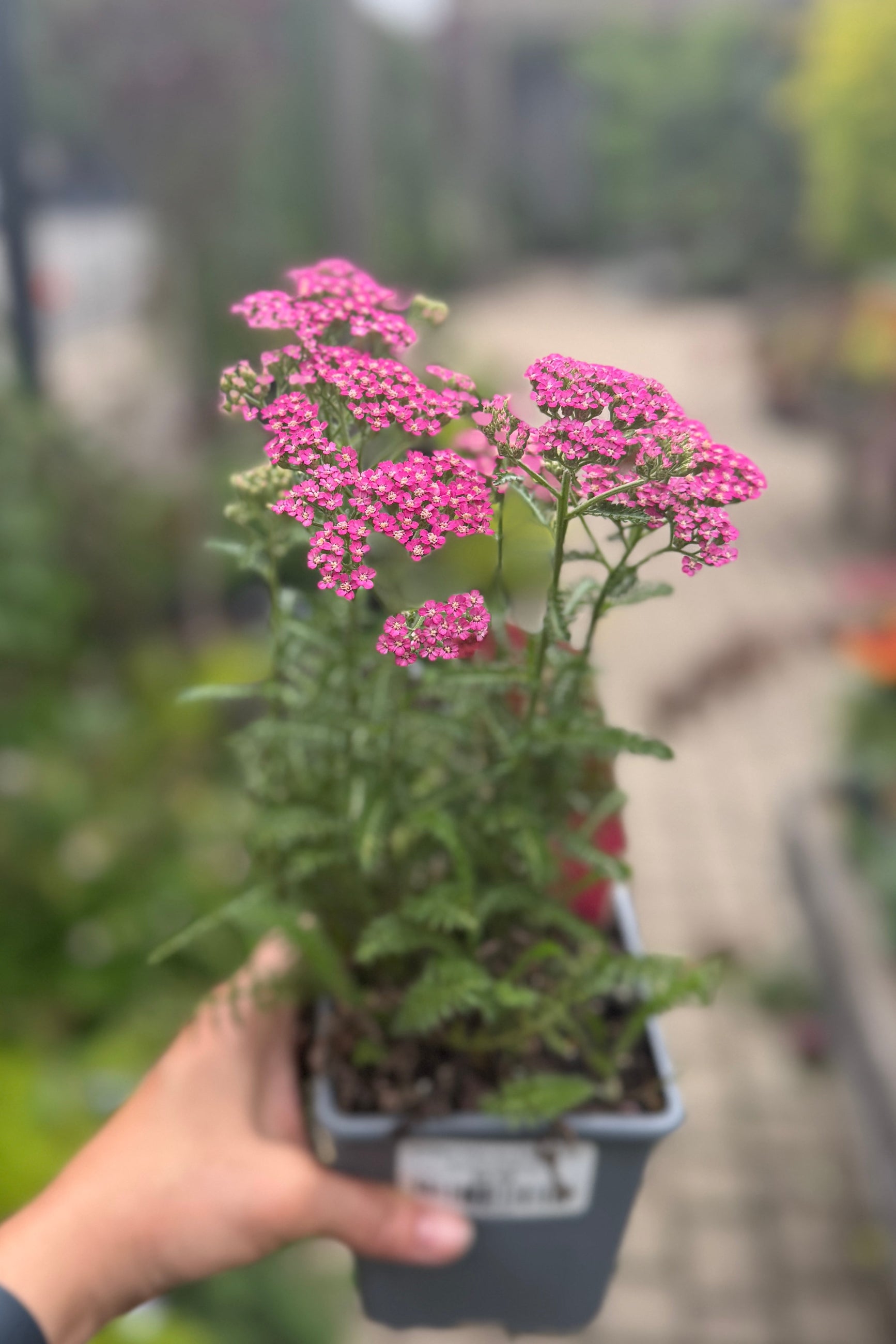 Achillea 'Milly Rock Rose' in a 1 qt growers pot being held in hand and in bloom mid June ©Sprout Home