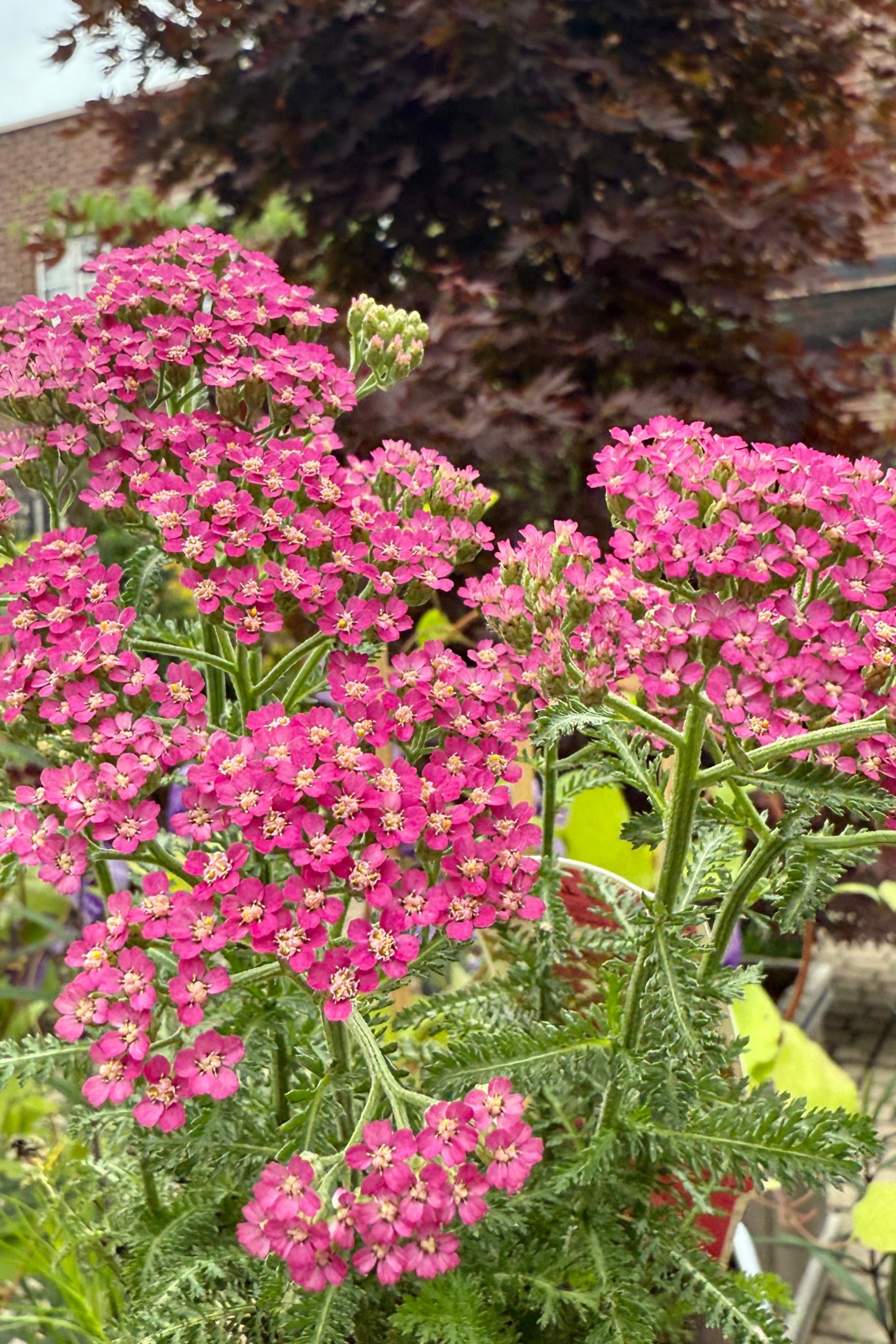 Achillea 'Milly Rock Rose' in a 1 qt growers pot being held in hand and in bloom mid June showing the purple pink flowers up close ©Sprout Home