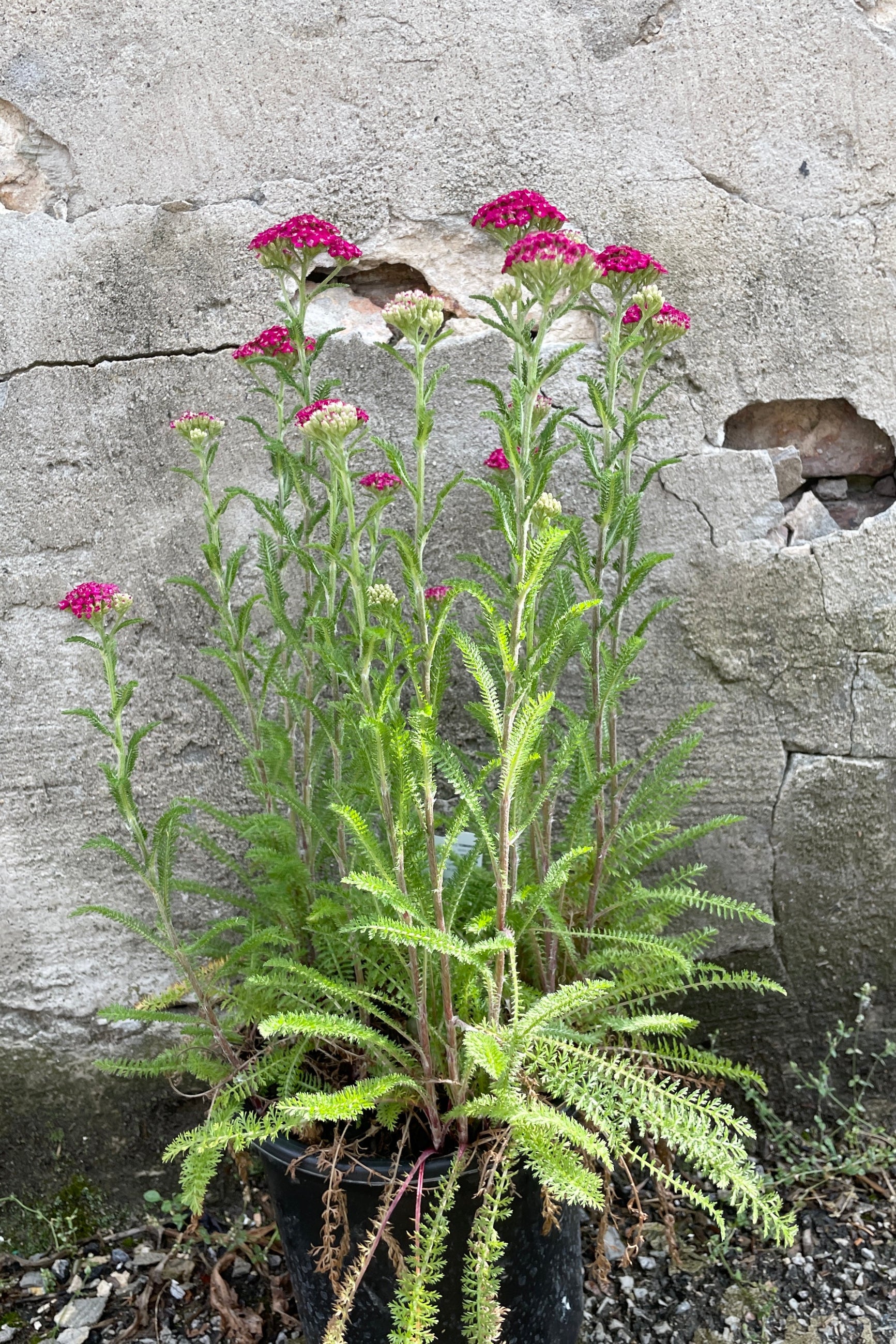 Achillea 'New Vintage Violet' in bloom with its fuchsia purple flowers the end of May in a #1 growers pot ©Sprout Home