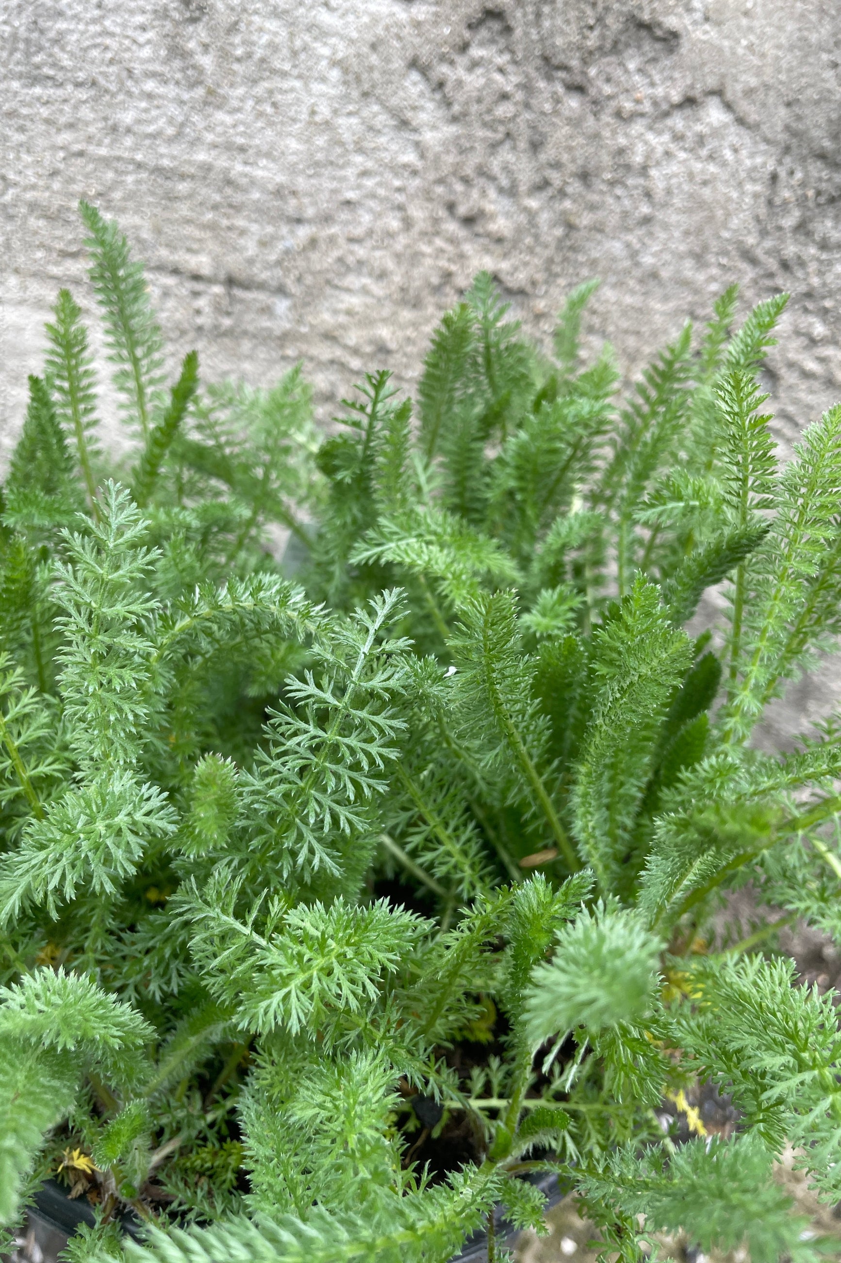 a close of the fuzzy lace like green foliage of the Achillea 'New Vintage Violet' mid April. ©Sprout Home