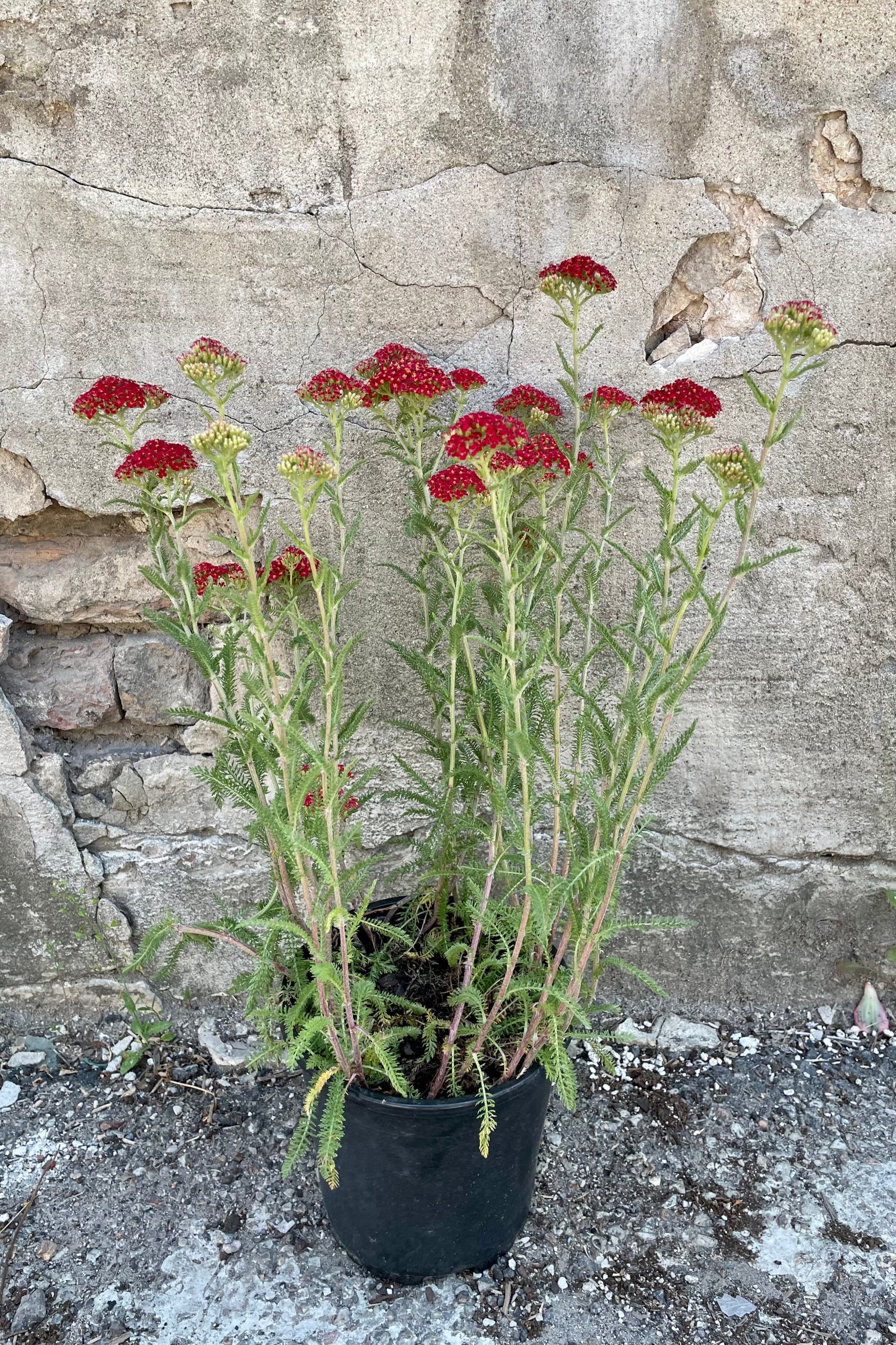 Achillea 'Paprika' in a #1 growers pot the beginning of June showing its red flat topped flowers. ©Sprout Home