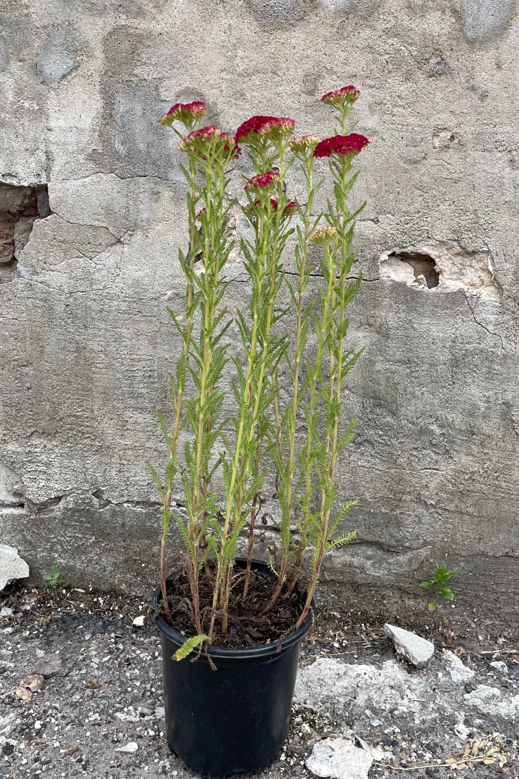 Achillea 'Pomegranate' in a #1 growers pot in bloom with its red flower above its fern like foliage mid June. ©Sprout Home