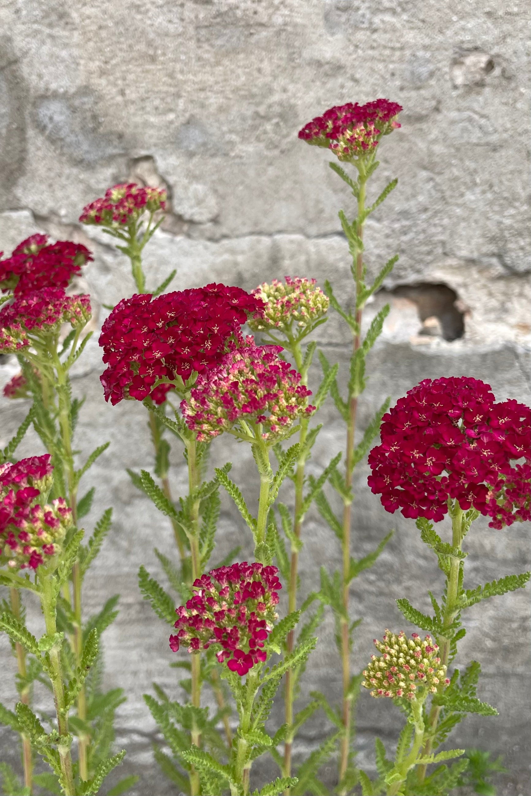 A detail picture of the deep red blooms of the Achillea 'Pomegranate' mid June. ©Sprout Home