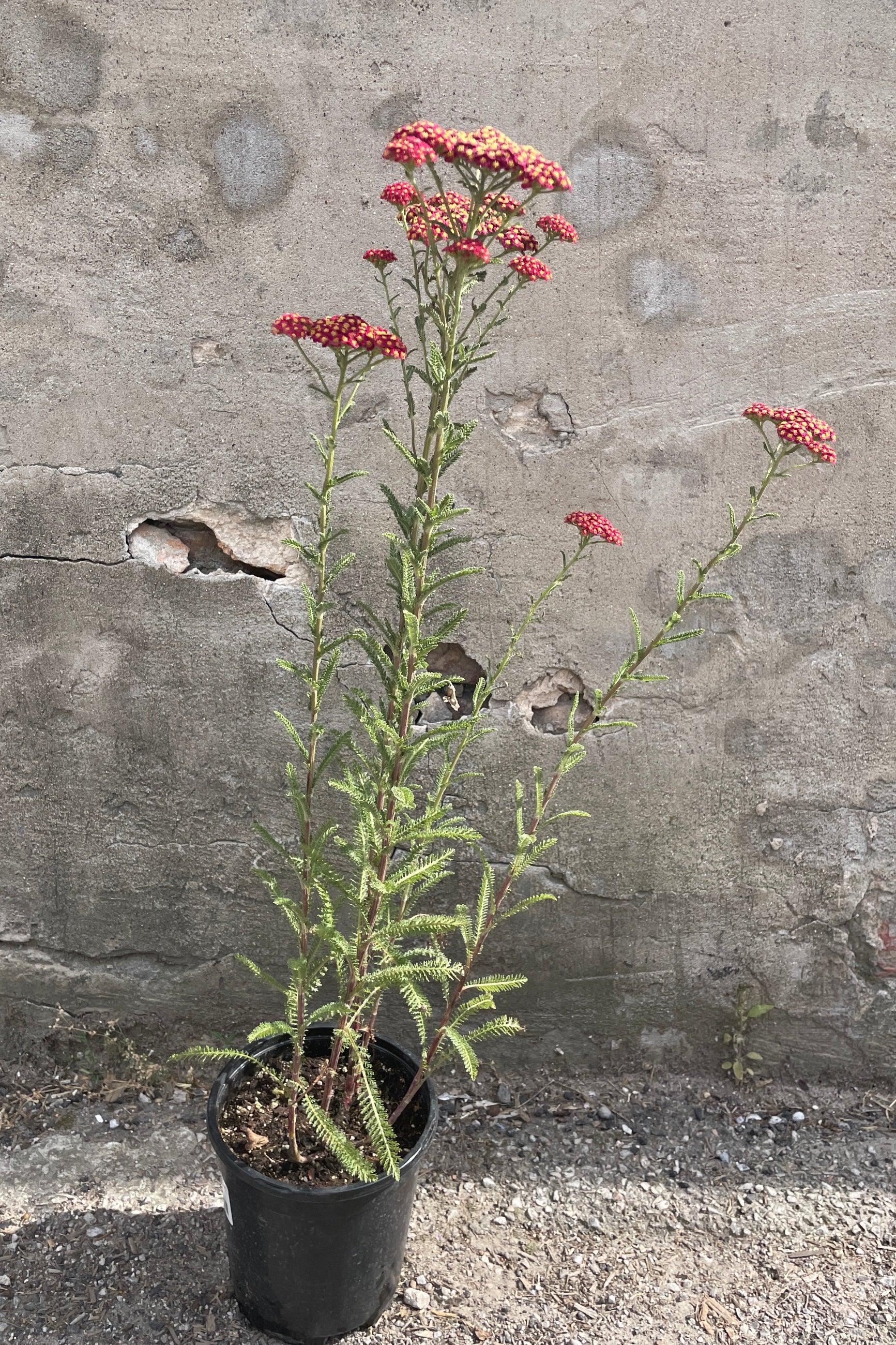 Achillea 'Red Velvet' in bloom with red flowers sitting in a #1 growers pot mid June ©Sprout Home