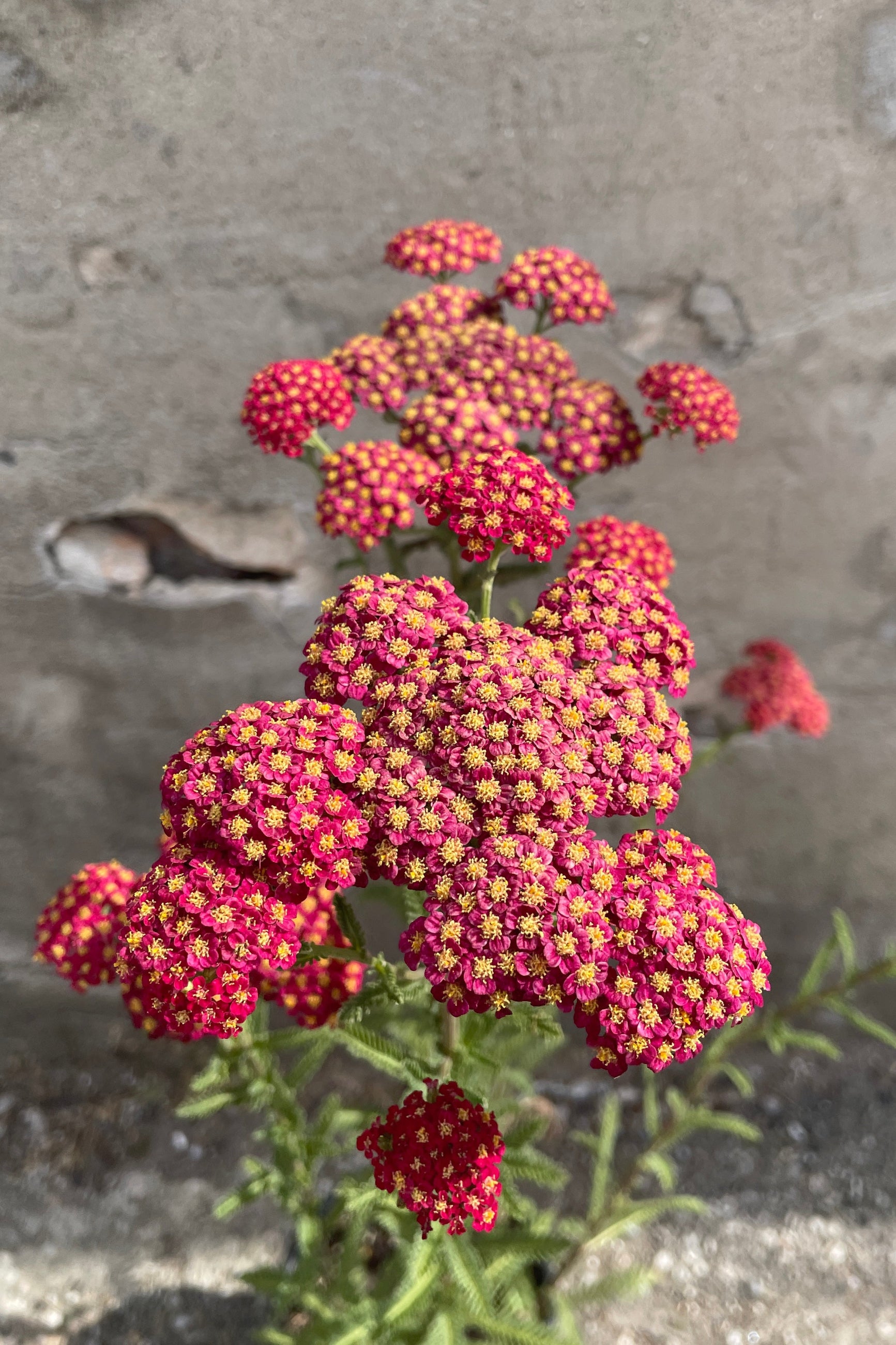 The red flat topped flowers up close of the Achillea 'Red Velvet' plant mid June ©Sprout Home