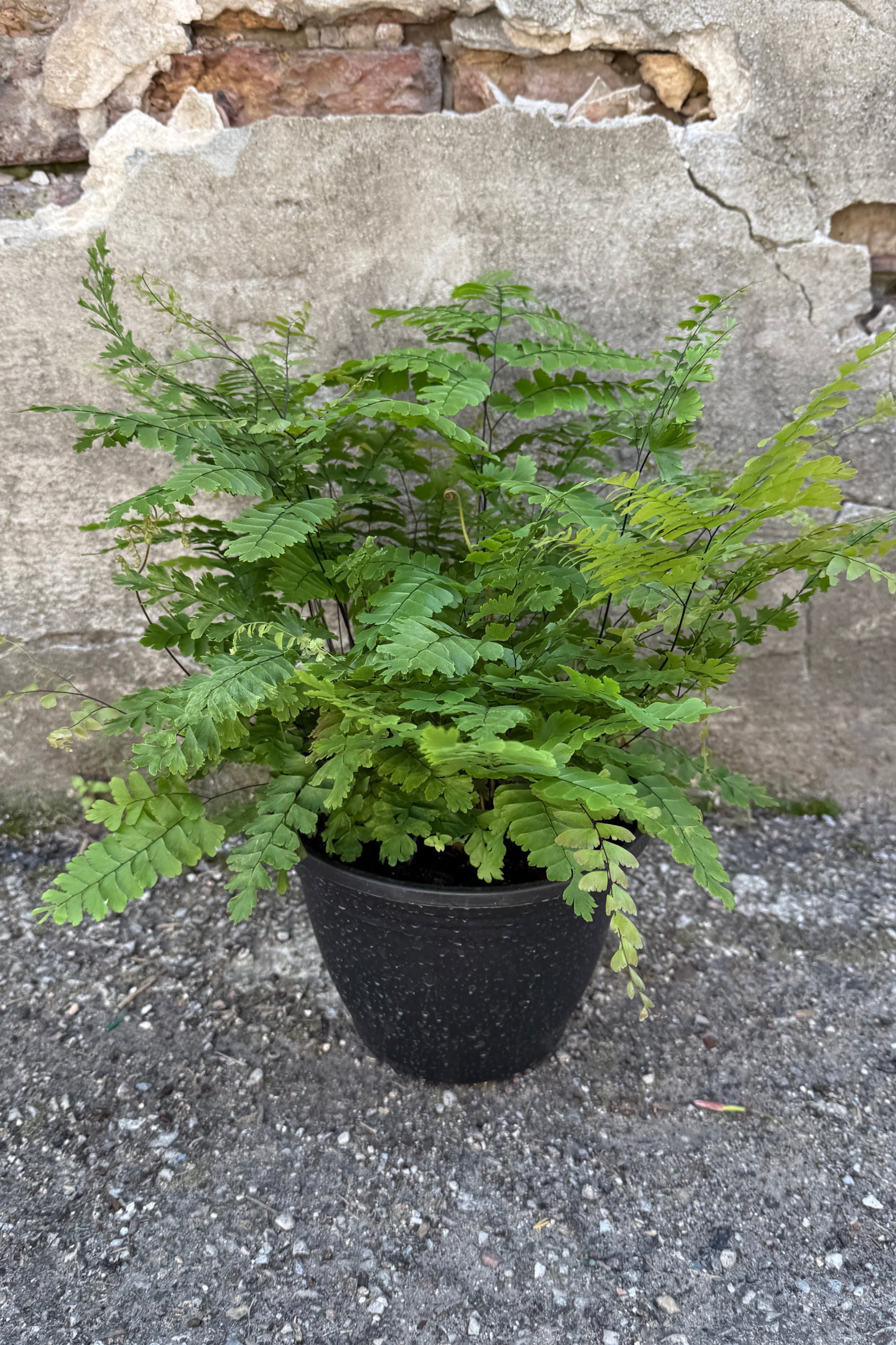 Adiantum poyphyllum "Giant Maidenhair Fern" in an 8"growers pot against a concrete wall ©Sprout Home