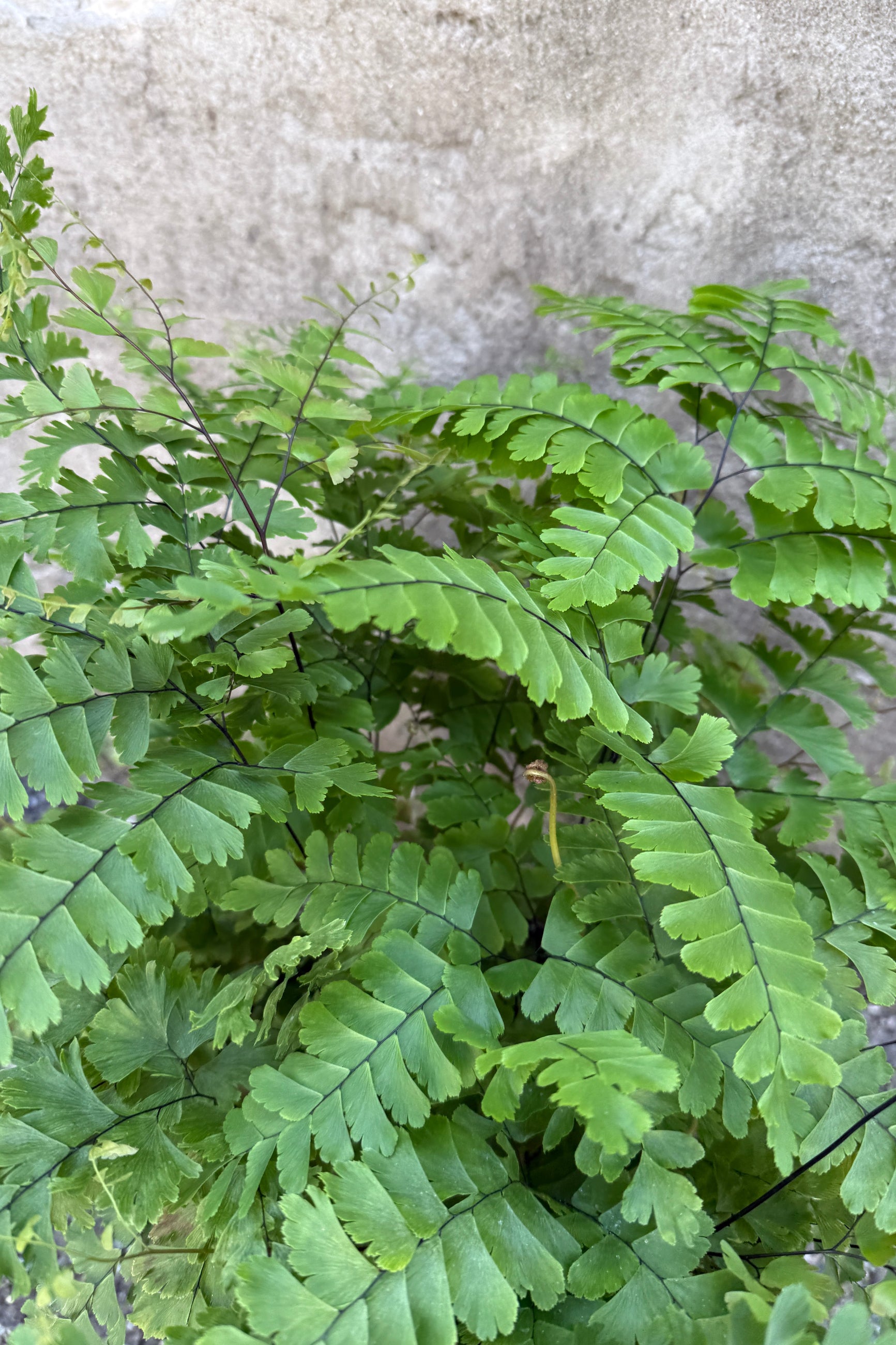 Adiantum poyphyllum "Giant Maidenhair Fern" up close with its delicate leaves ©Sprout Home