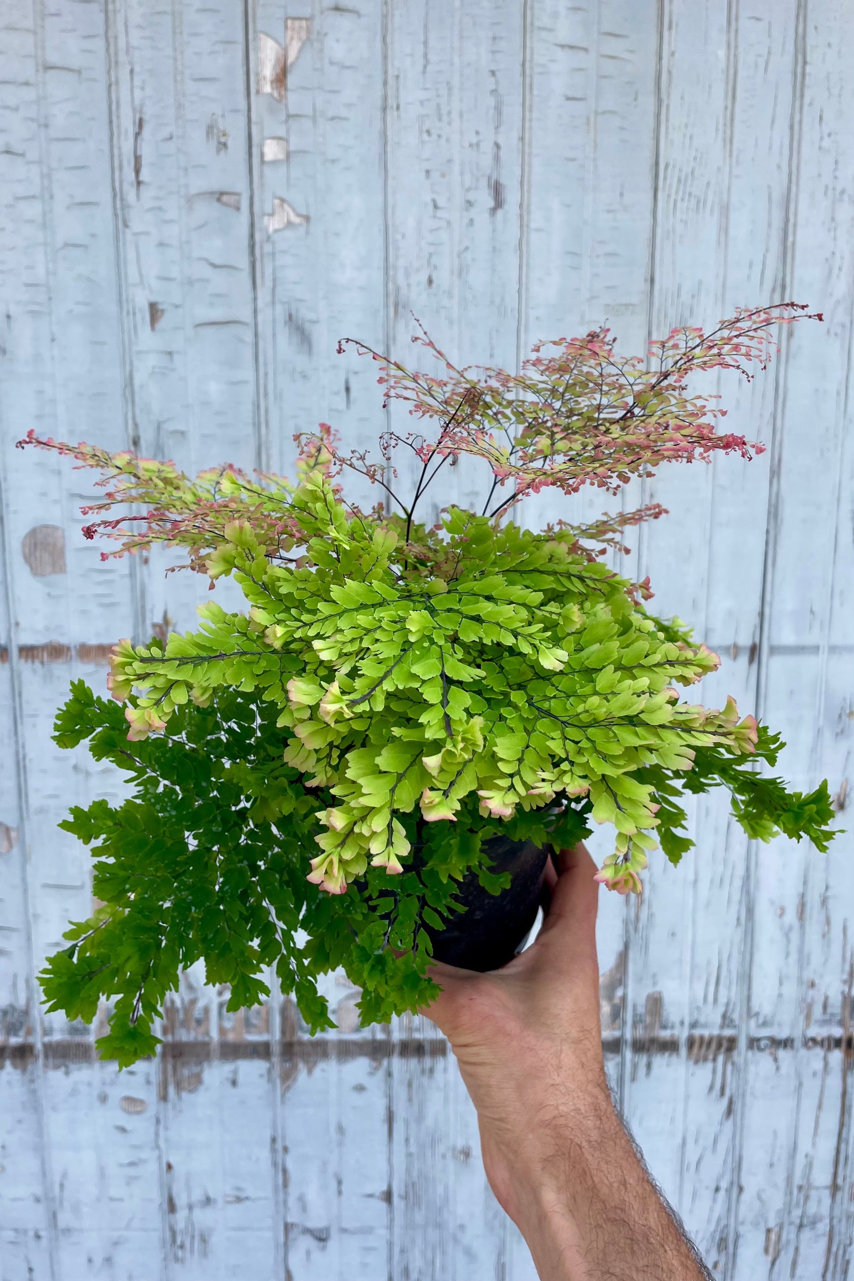 Hand holding a potted plant against a wooden background. Peacock Maidenhair Fern Adiantum ©Sprout Home