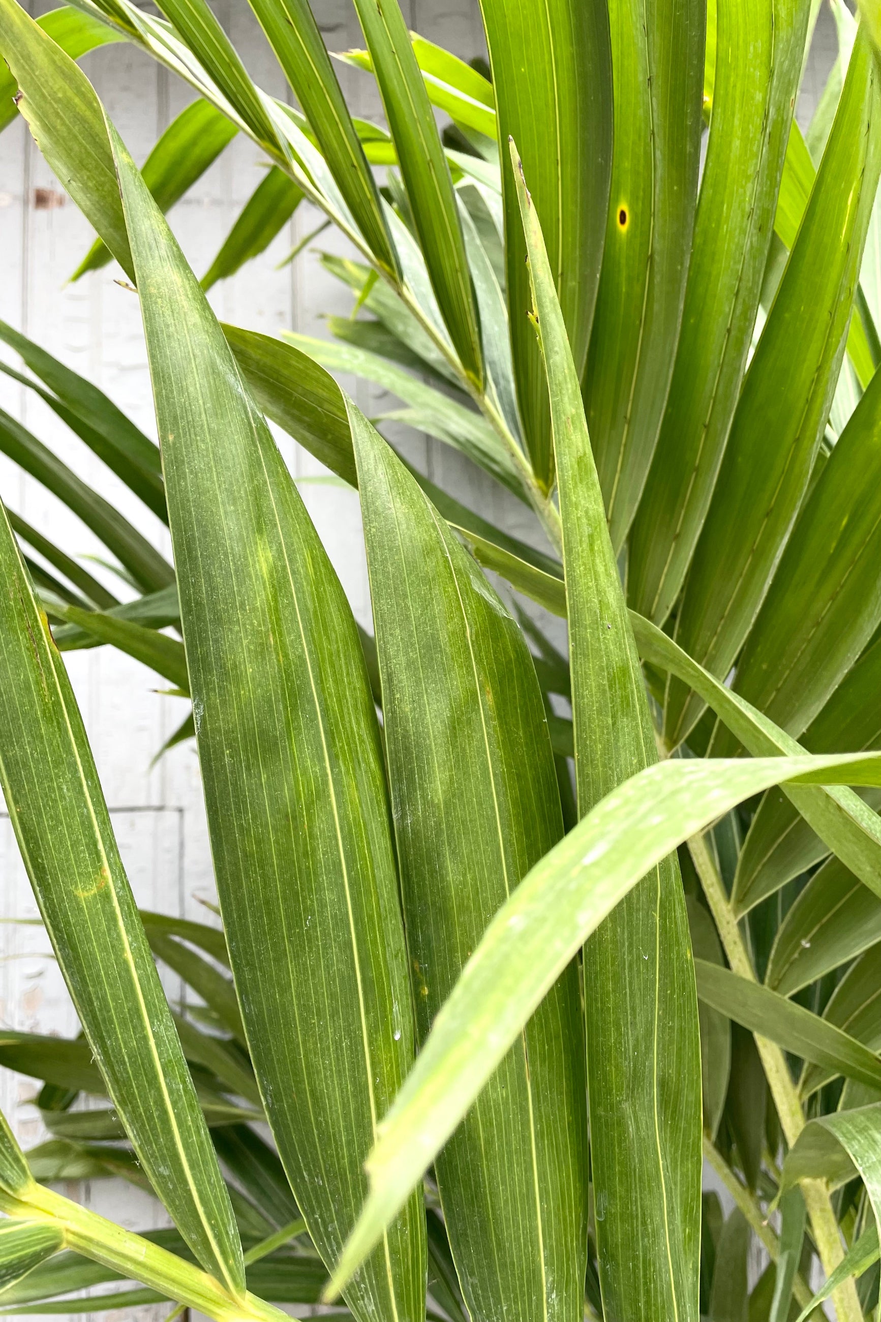 A close-up of Adonidia merrillii leaves, showing their green color and the pattern of the leaf texture. ©Sprout Home