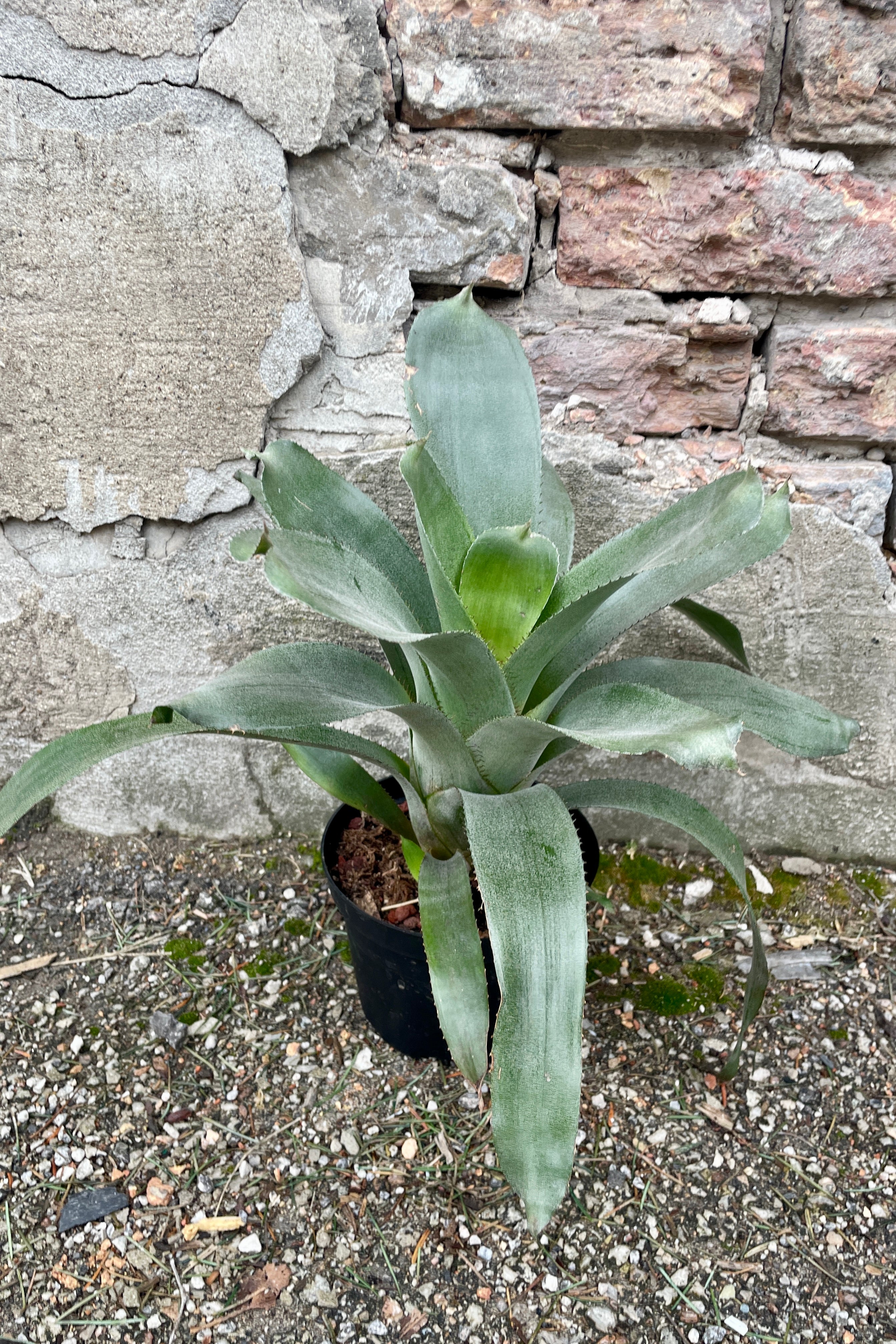 Aechmea tayoensis plant in a 6" growers pot against a brick and concrete wall at Sprout Home.