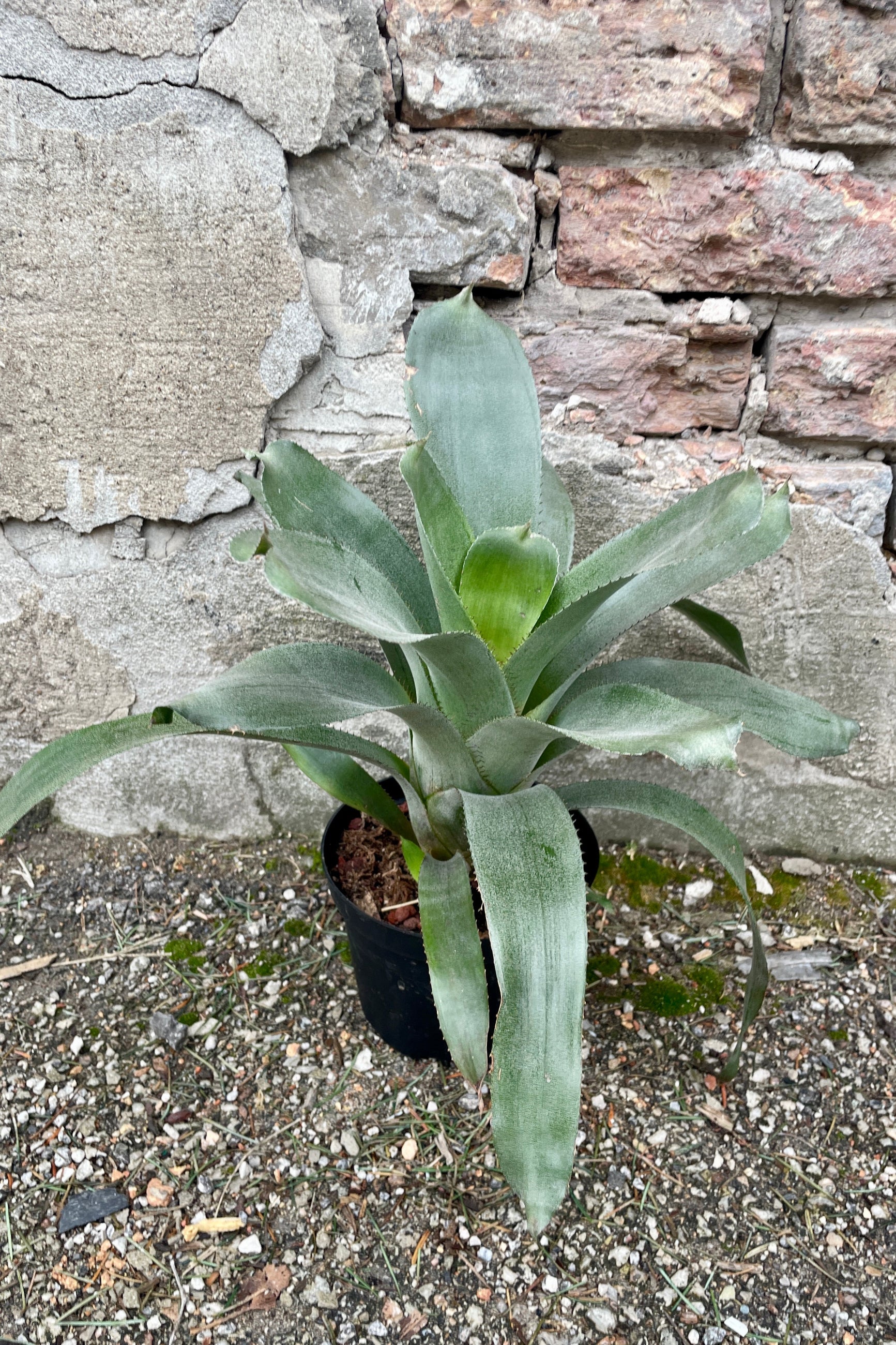 Aechmea tayoensis plant in a 6" growers pot against a brick and concrete wall at Sprout Home. ©Sprout Home