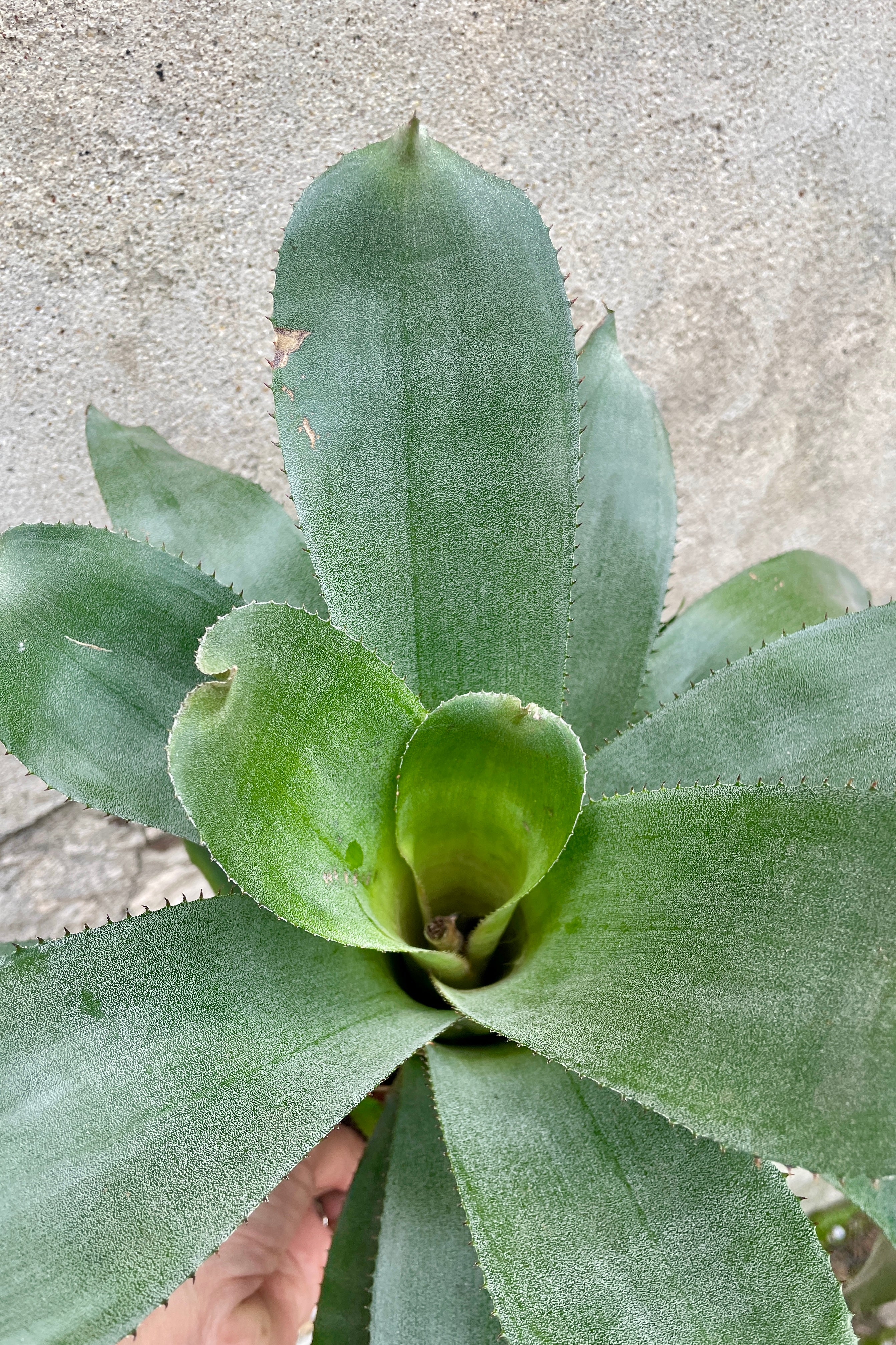 detail close up of a Aechmea tayoensis plant in a 6" growers pot against a brick and concrete wall at Sprout Home.