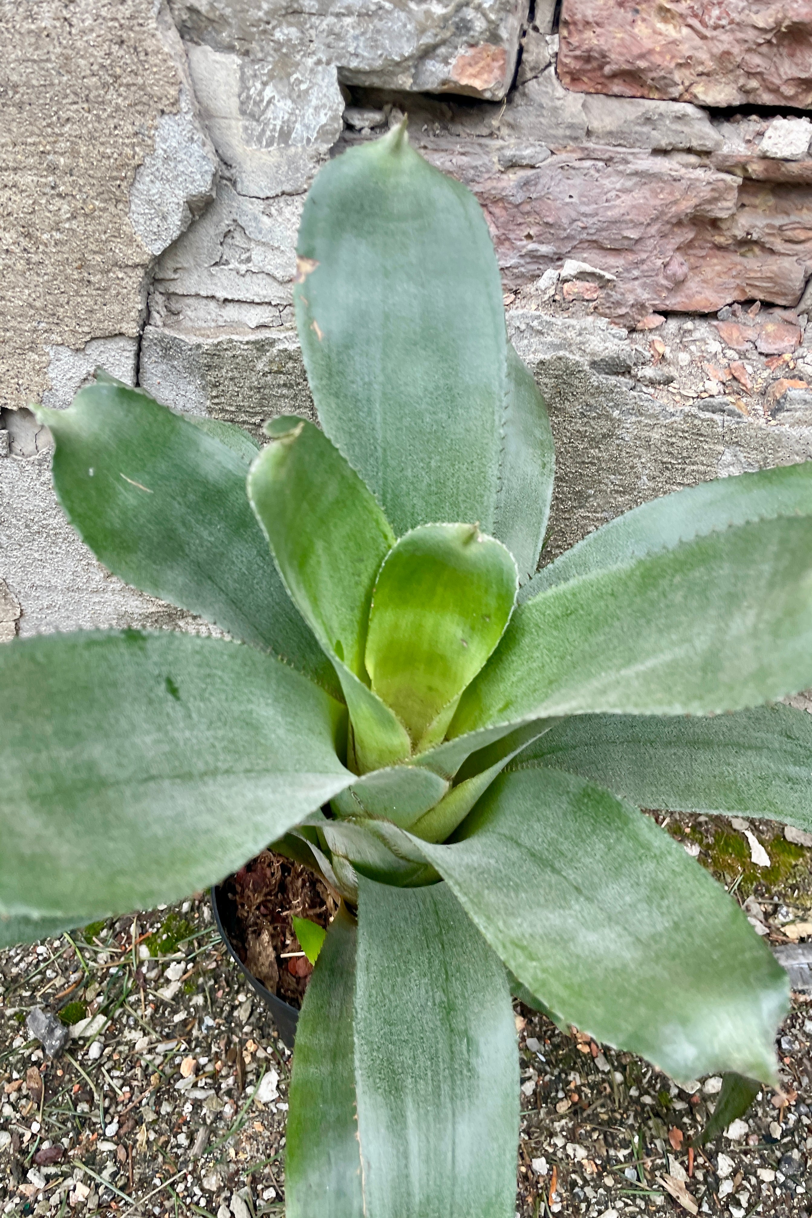 detail close up of a Aechmea tayoensis plant in a 6" growers pot against a brick and concrete wall at Sprout Home.