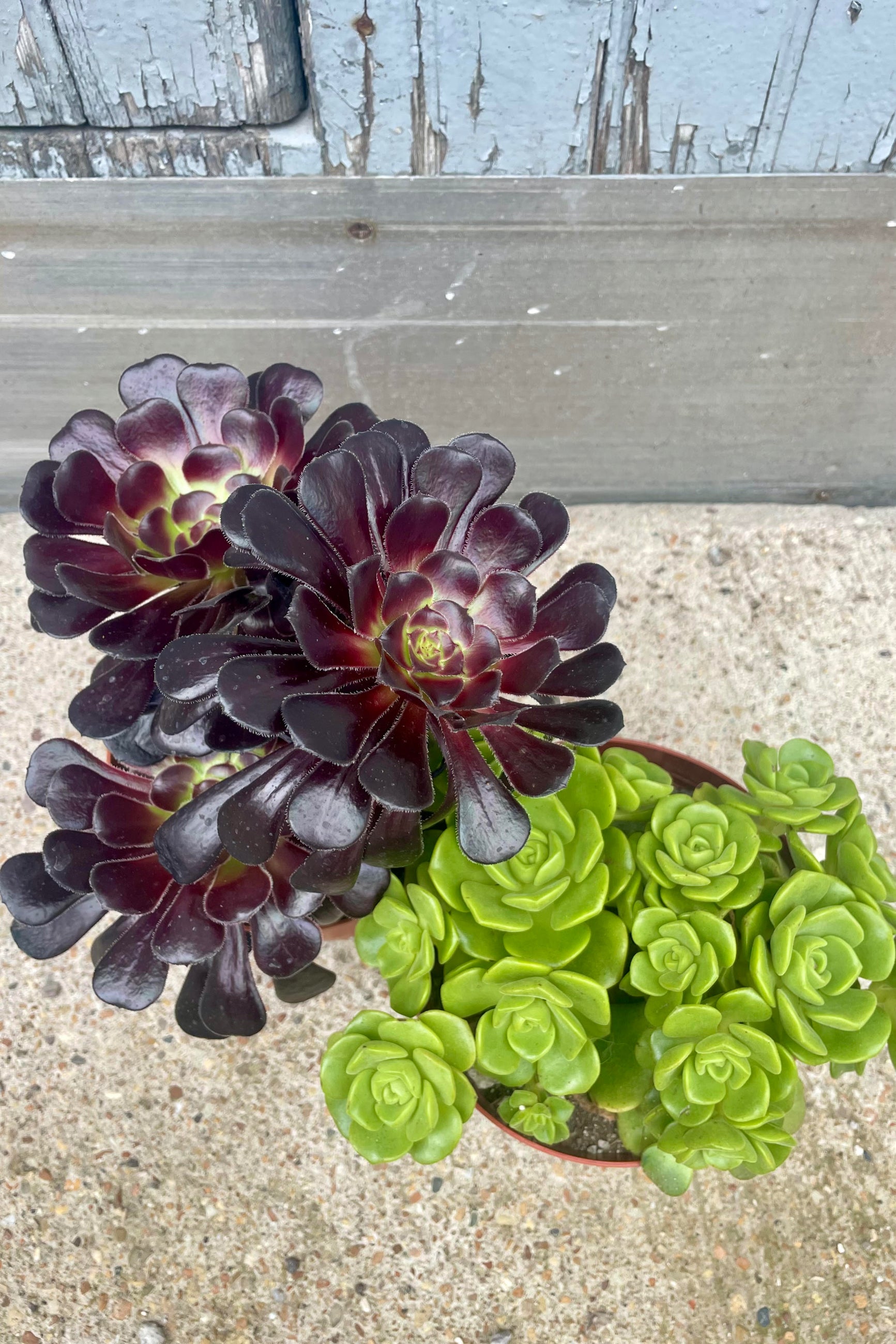 Photo from above of two Aeonium succulent plants. One is bright green and the other is dark red. Both have small leaves arrangened in a rosette pattern of growh. Plants are shown against a gray and cement background. ©Sprout Home