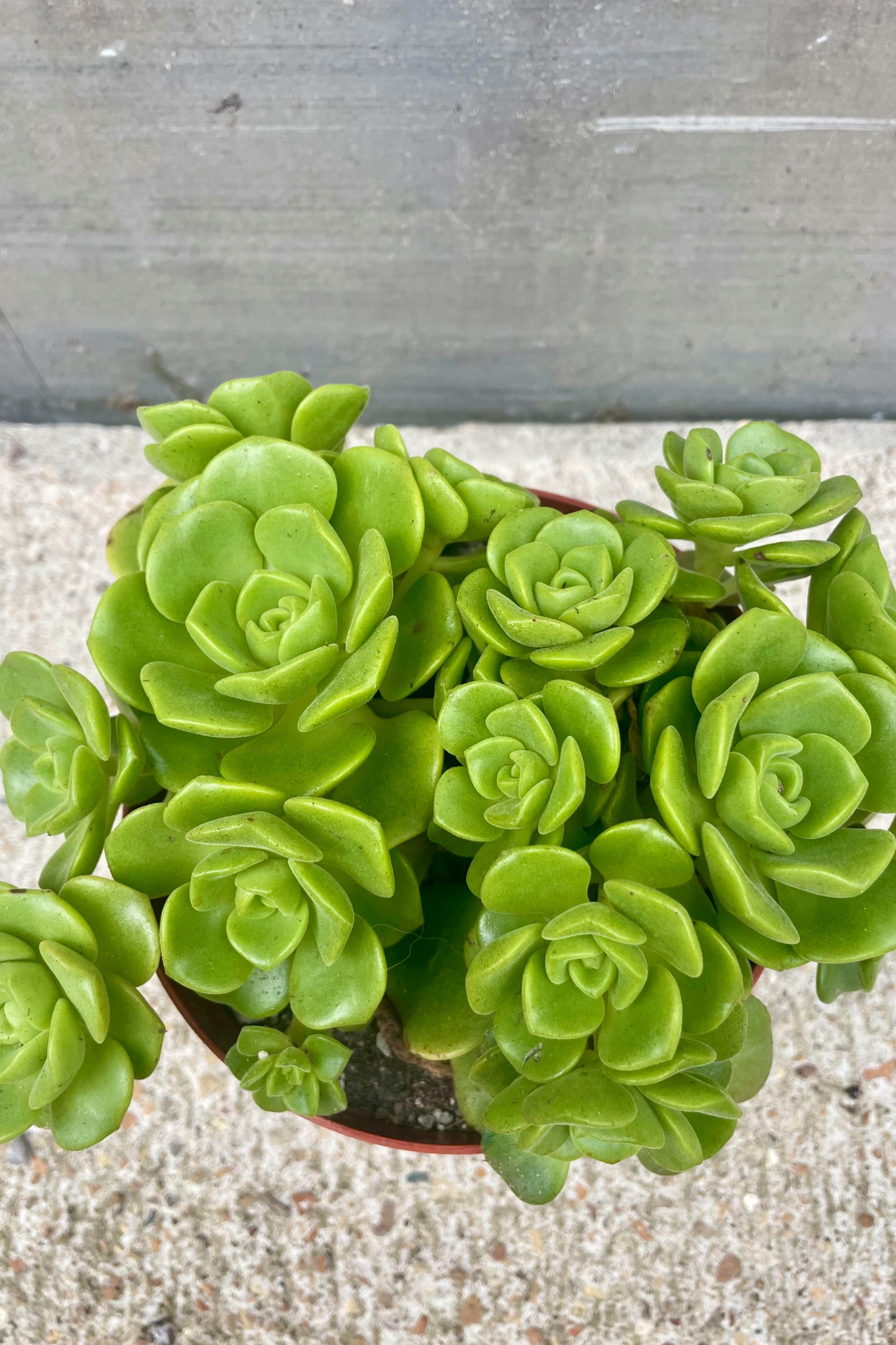 From from above of a bright green Aeonium succulent plant. The plant is shown against a gray background. ©Sprout Home