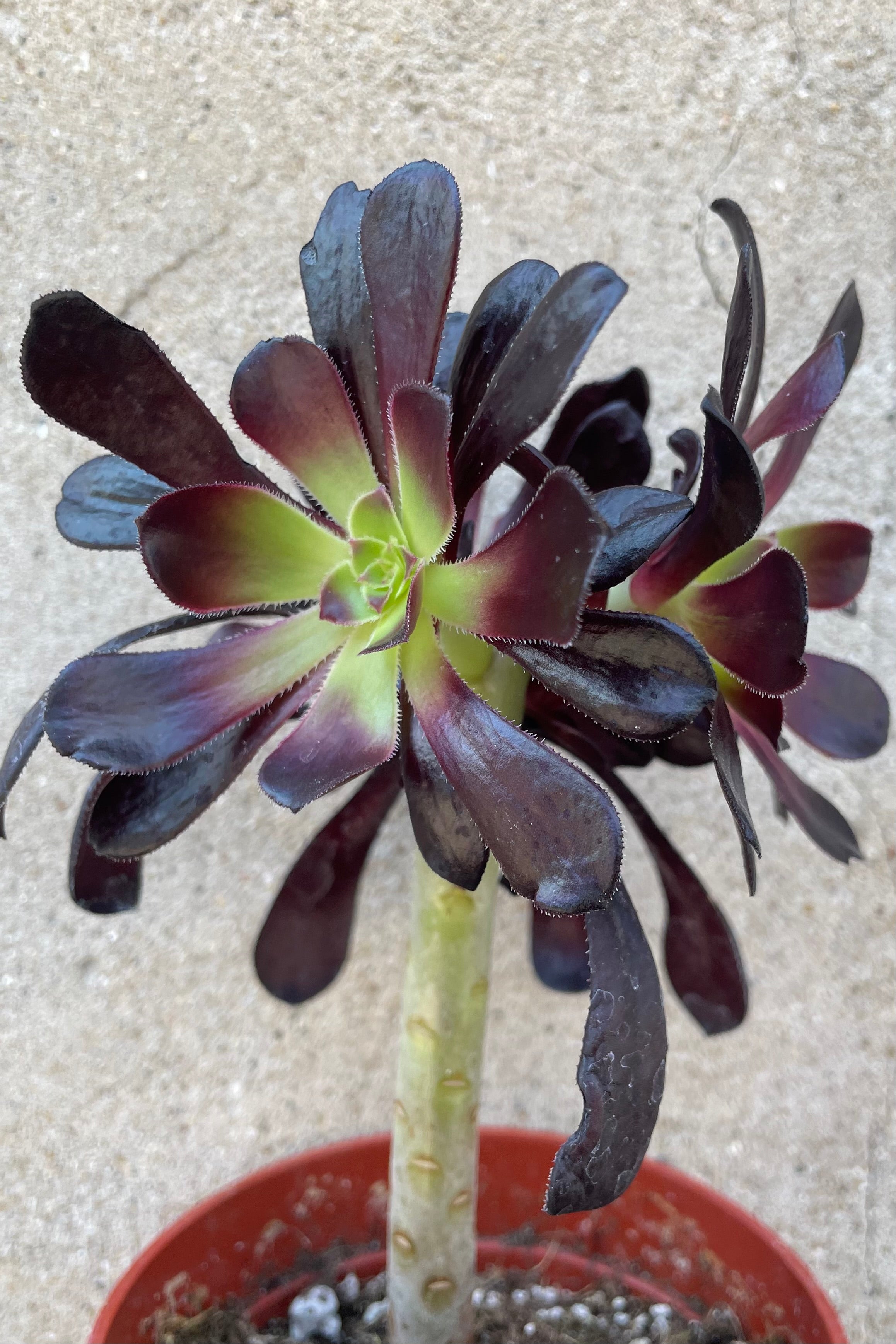 Aeonium 'Zwartkop' in a standard form showing its burgundy foliage on its stalk.