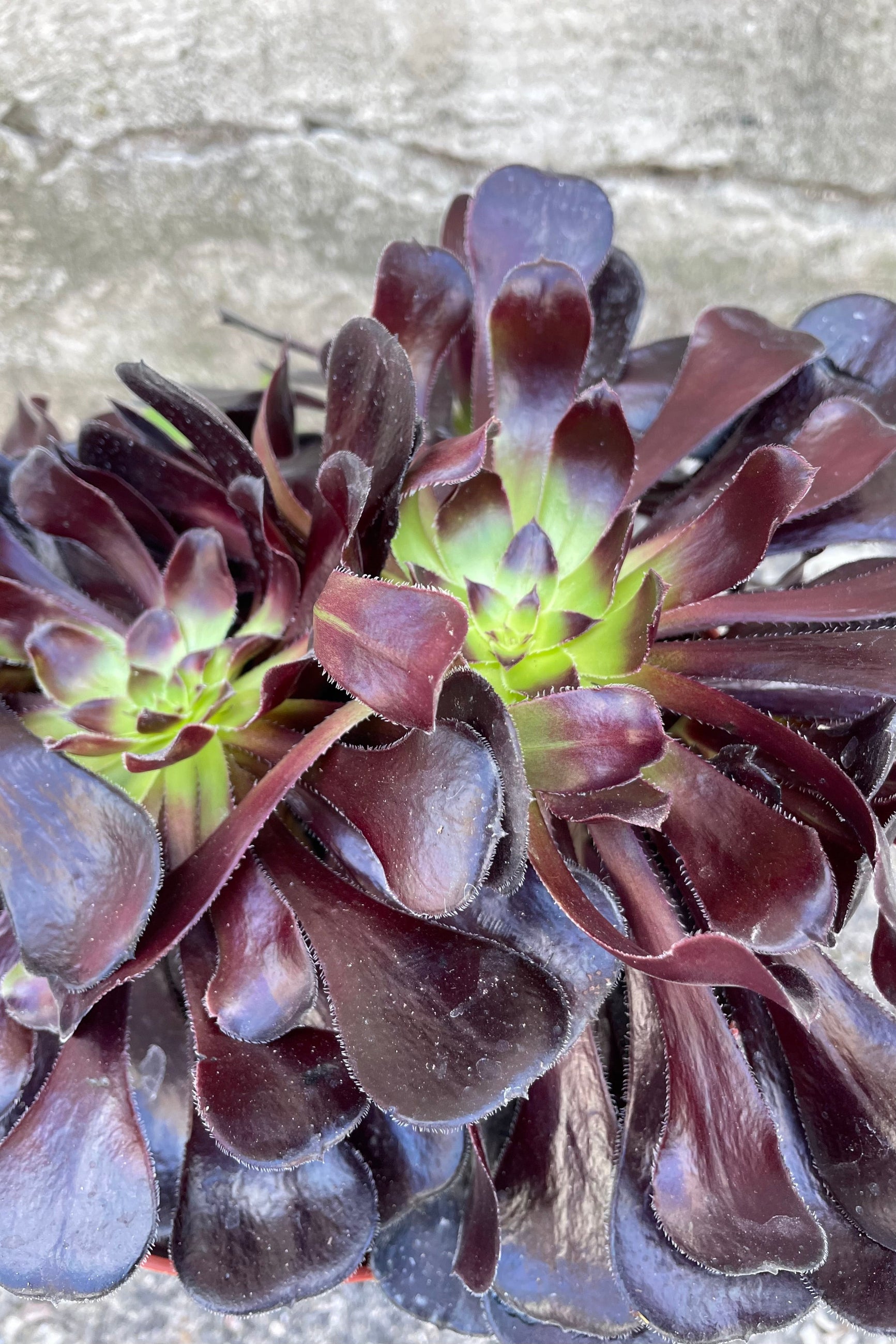 Close photo of dark rosettes of leaves of Aeonium 'Zwartkop' plant. ©Sprout Home