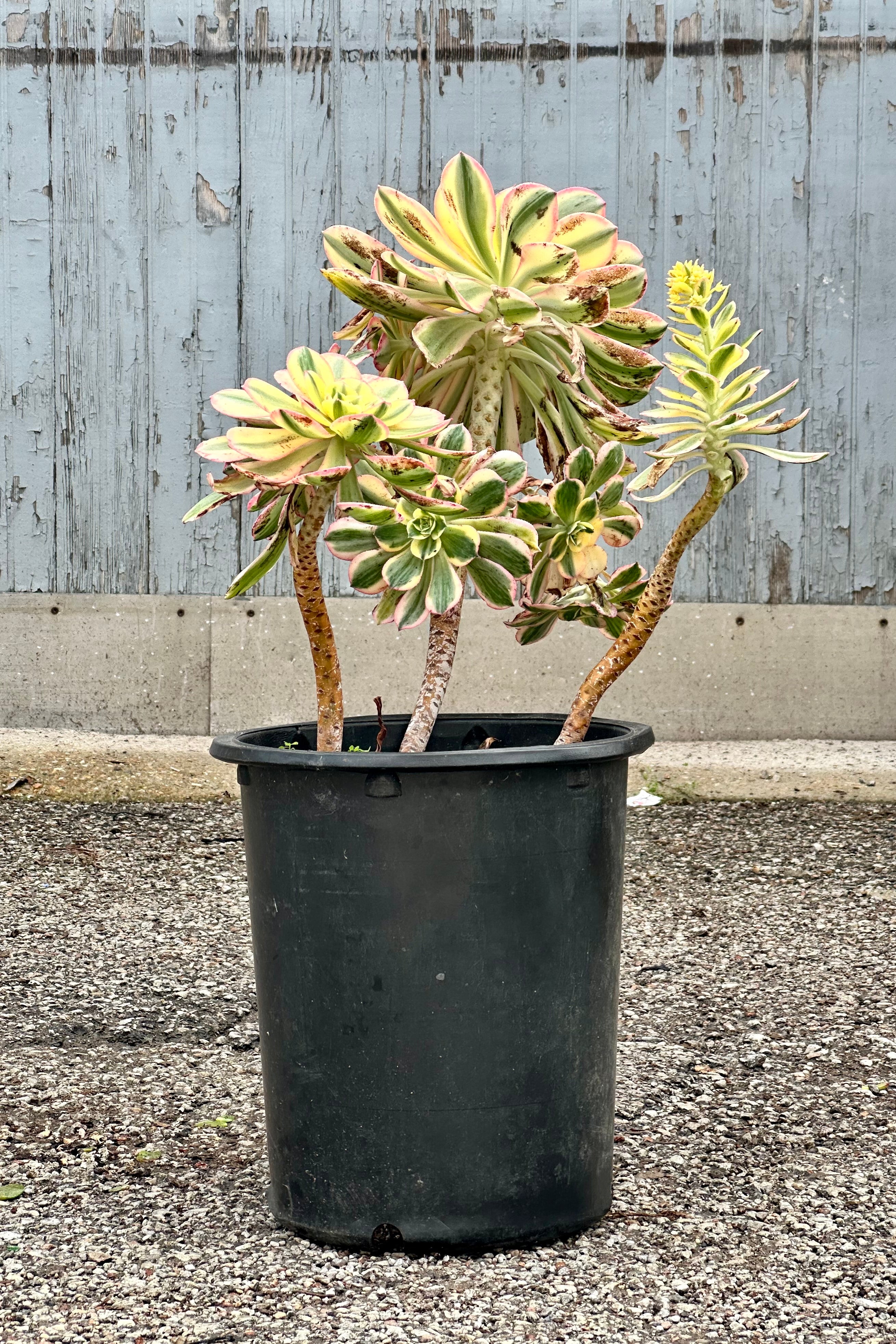 Aeonium 'Sunburst' in a #5 growers pot with its limbs slightly longer showing off the stalks leading to the rosettes.