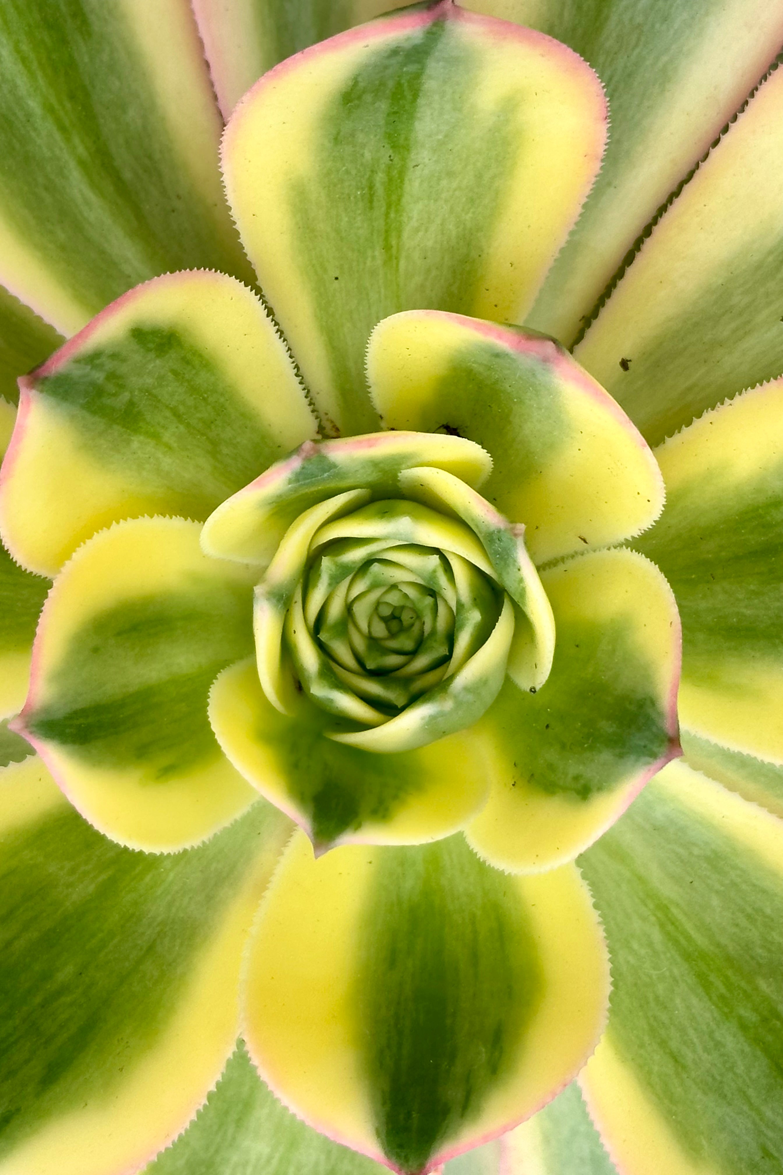 close of of the center of a rosette of the Aeonium 'Sunburst' with its green with yellow exterior and pink edged leaves radiating from center.