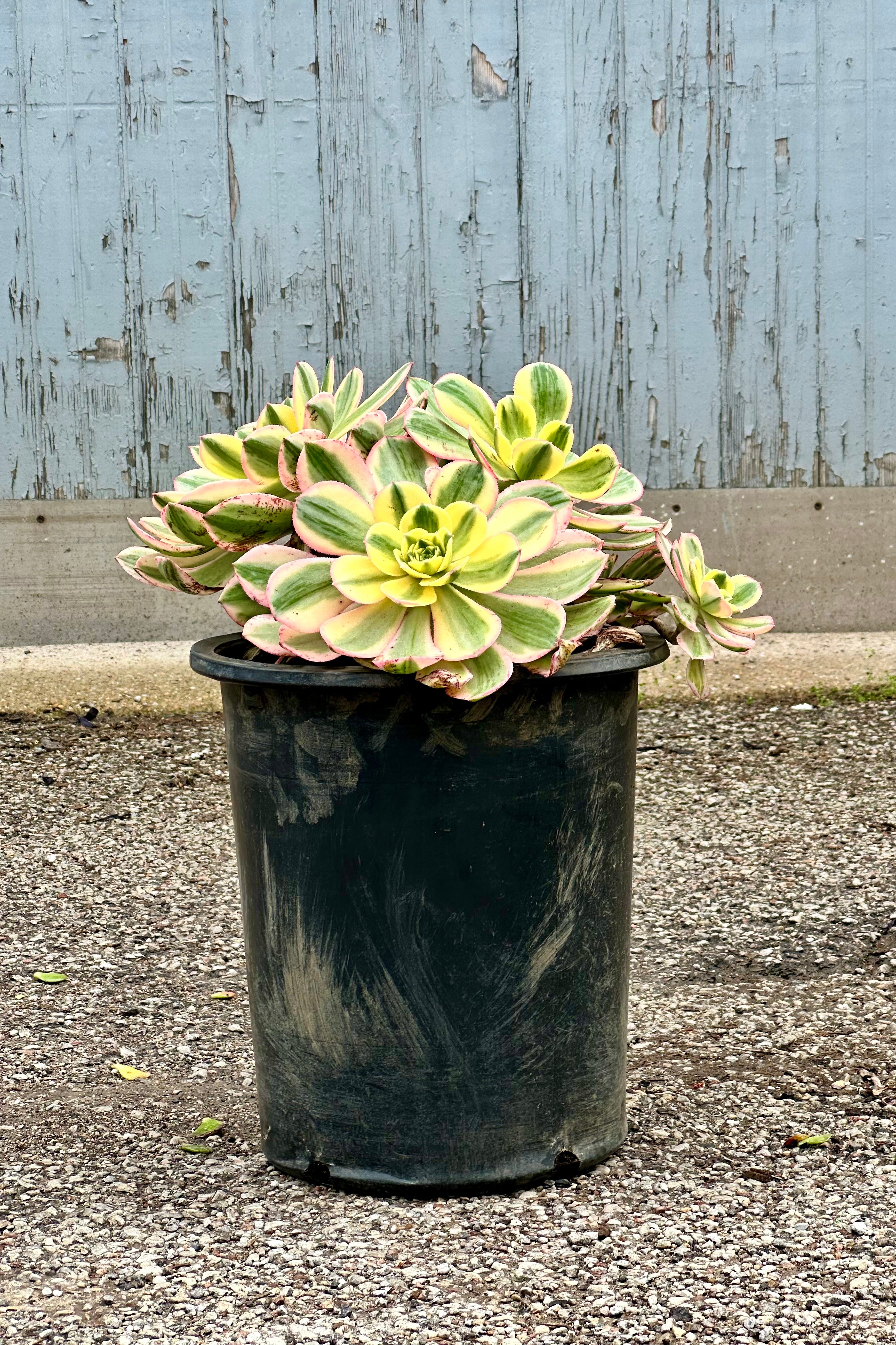 Aeonium 'Sunburst' in a #5 growers pot with its variegated bright rosettes with limbs close to the pot.