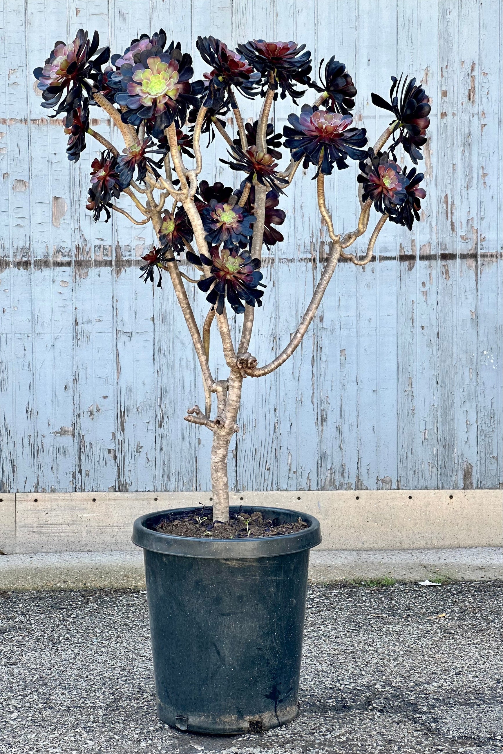 Aeonium 'Zwartkop' #15 at SPROUT HOME