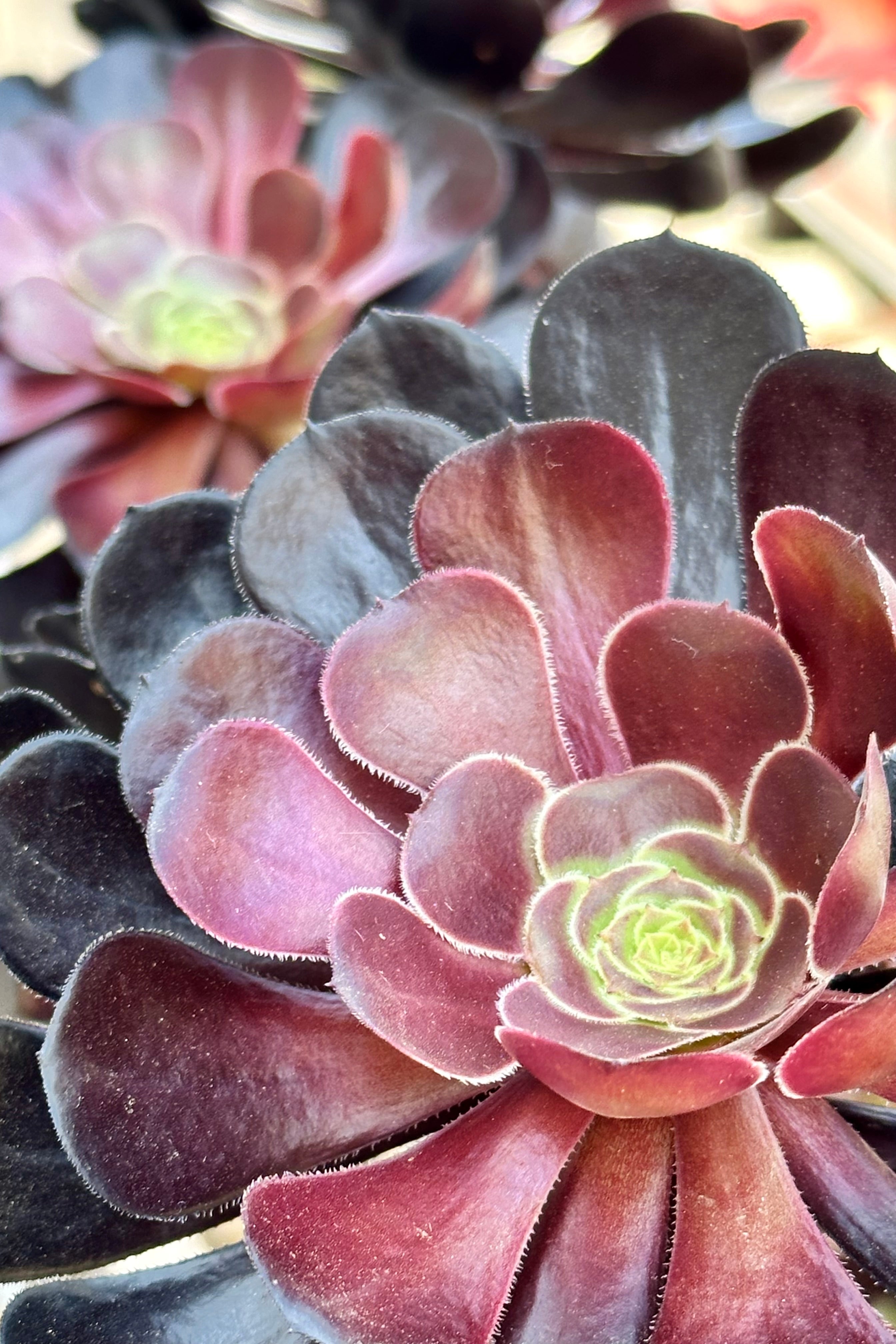 Aeonium 'Zwartkop' up close with its dark burgundy rosettes so perfectly formed at Sprout Home.
