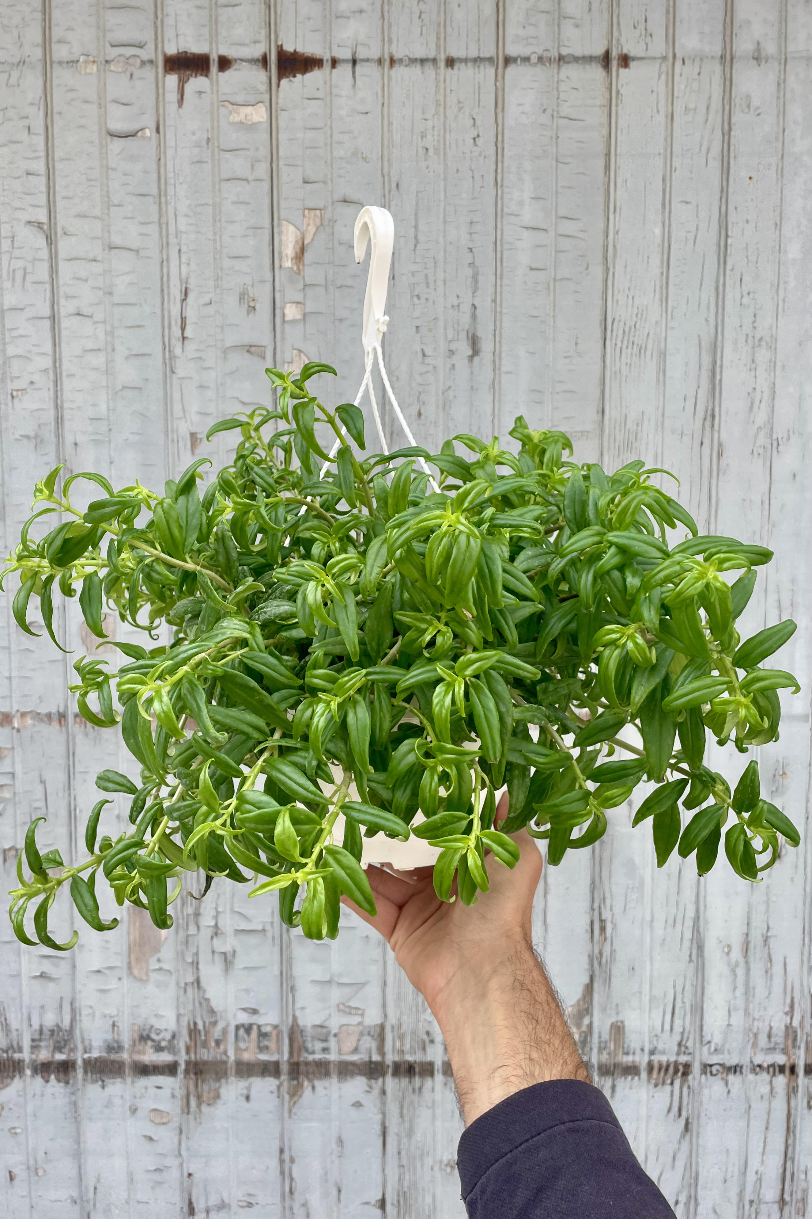 Photo of a hand holding an Lipstick vine plant against a gray wall. The plant is Aeschynanthus radicans 'Tangerine' and is shown in a white pot with a white hanging hook. The leaves are narrow and bright green.