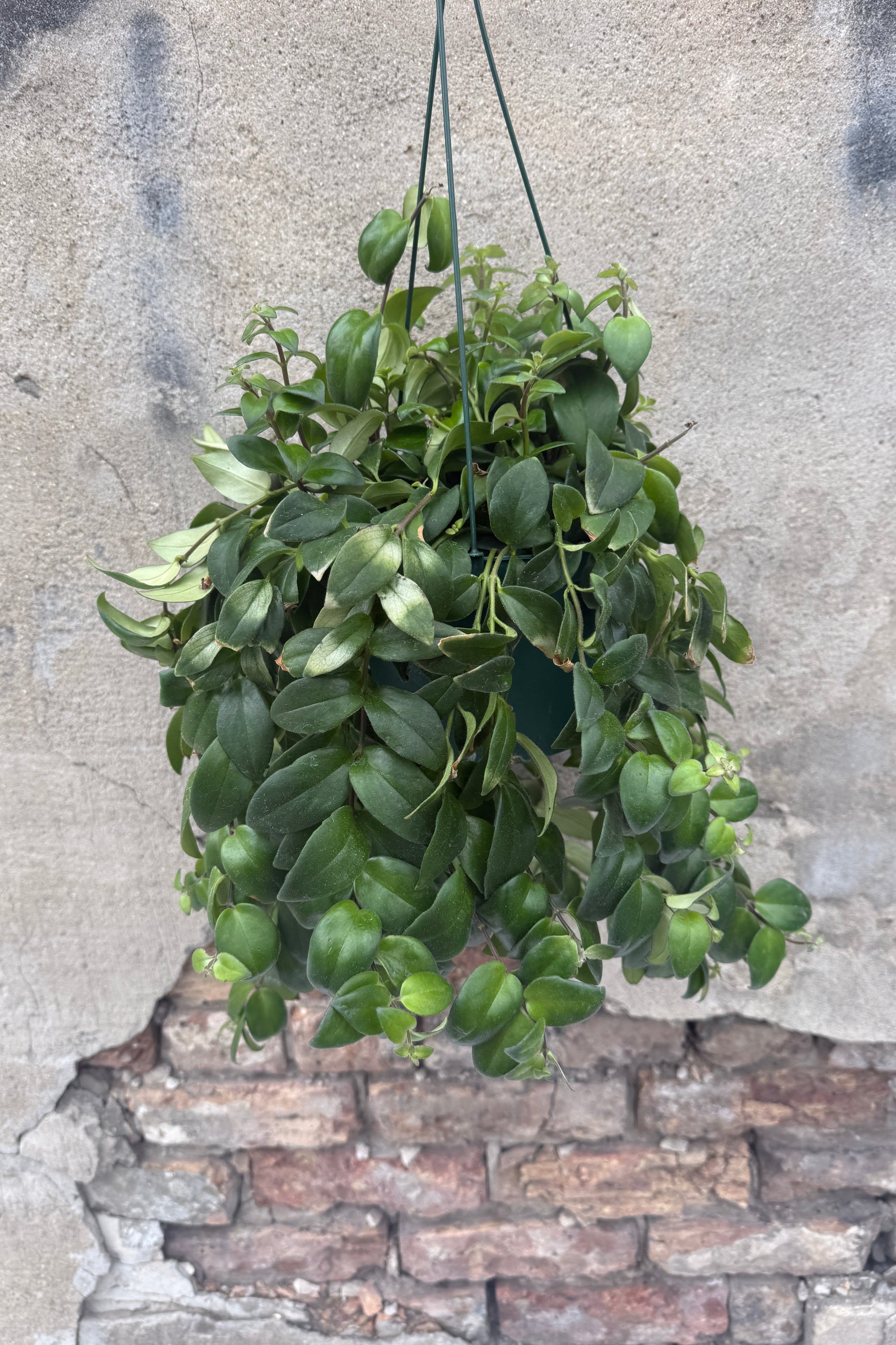 Hanging green Aeschynanthus radicans 6" plant against a textured wall and brick base. ©Sprout Home
