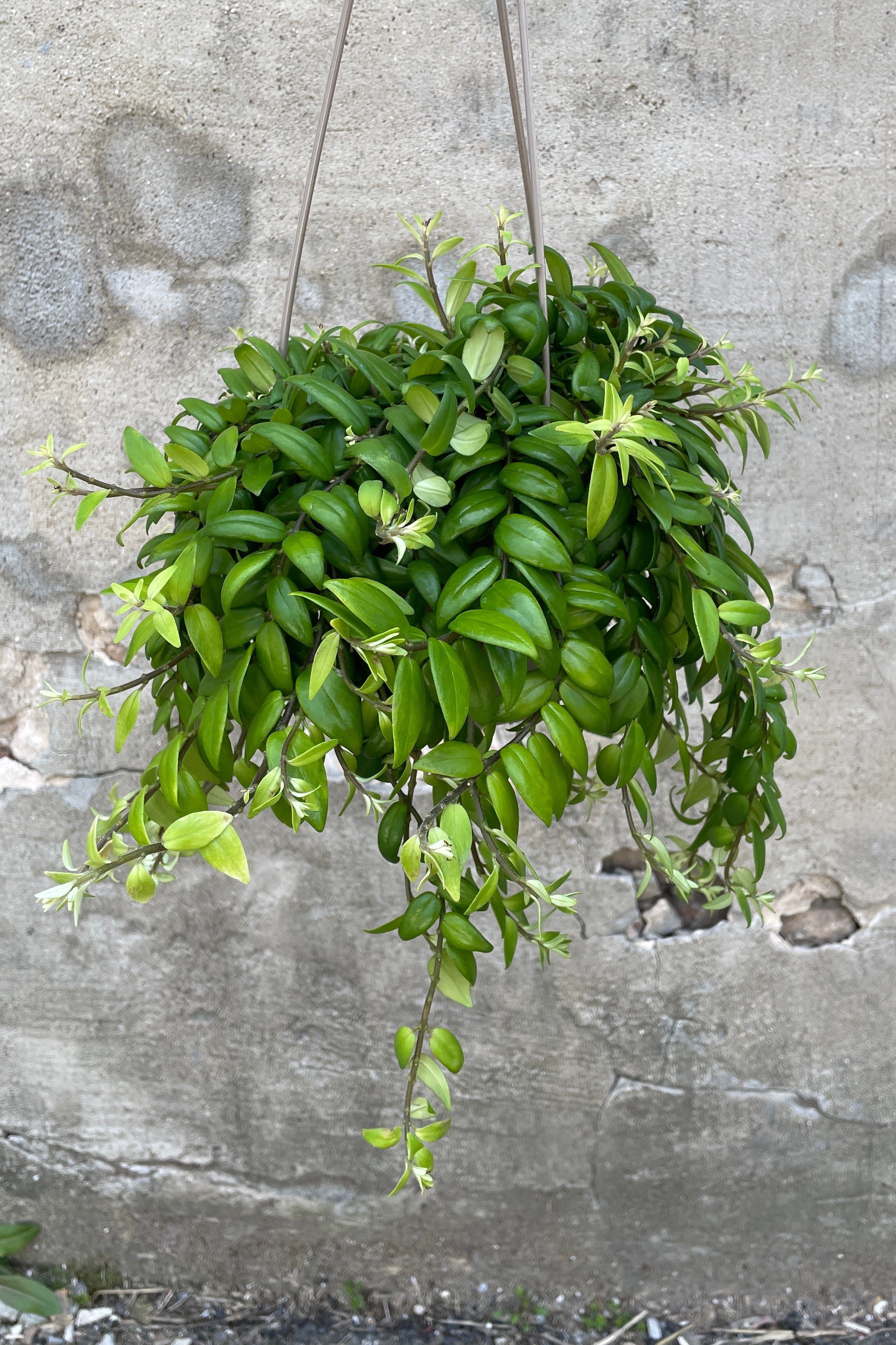 Aeschynanthus japhrolepis in a 6" growers pot against a concrete wall.