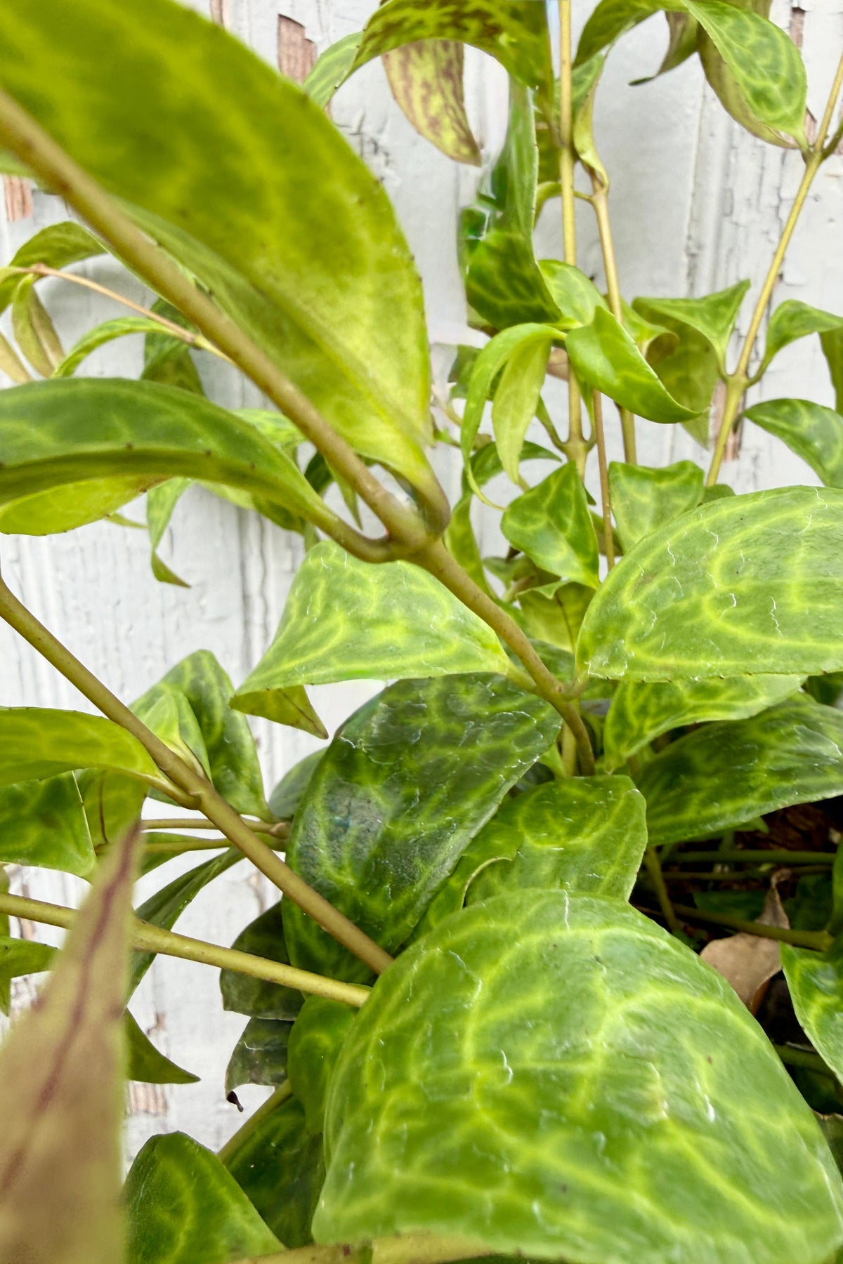 Aeschynanthus marmoratus (syn. longicaulis) detail ©Sprout Home