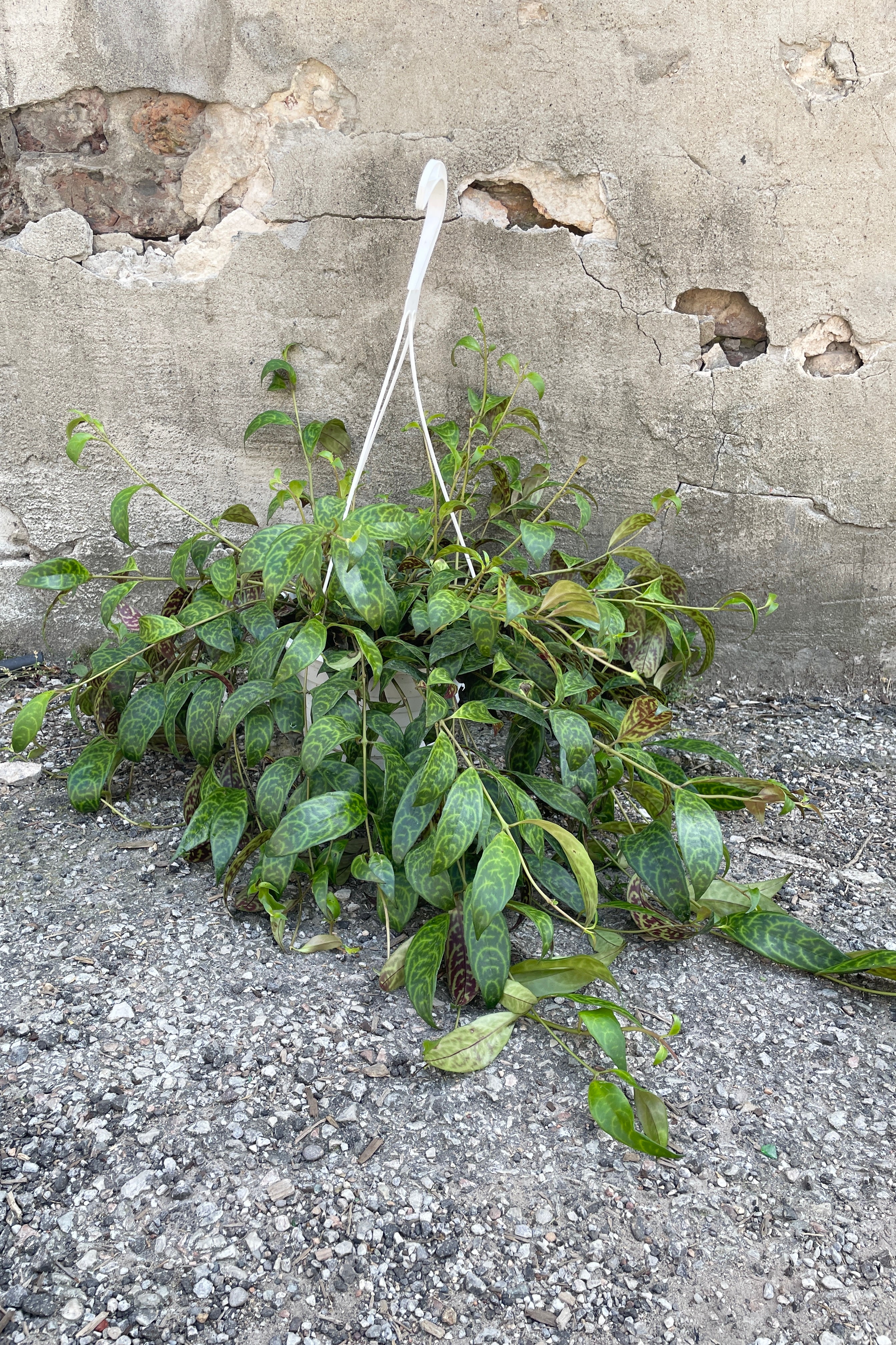 Aeschynanthus marmoratus in an 8" growers pot spilling out of the pot against a conctete wall.