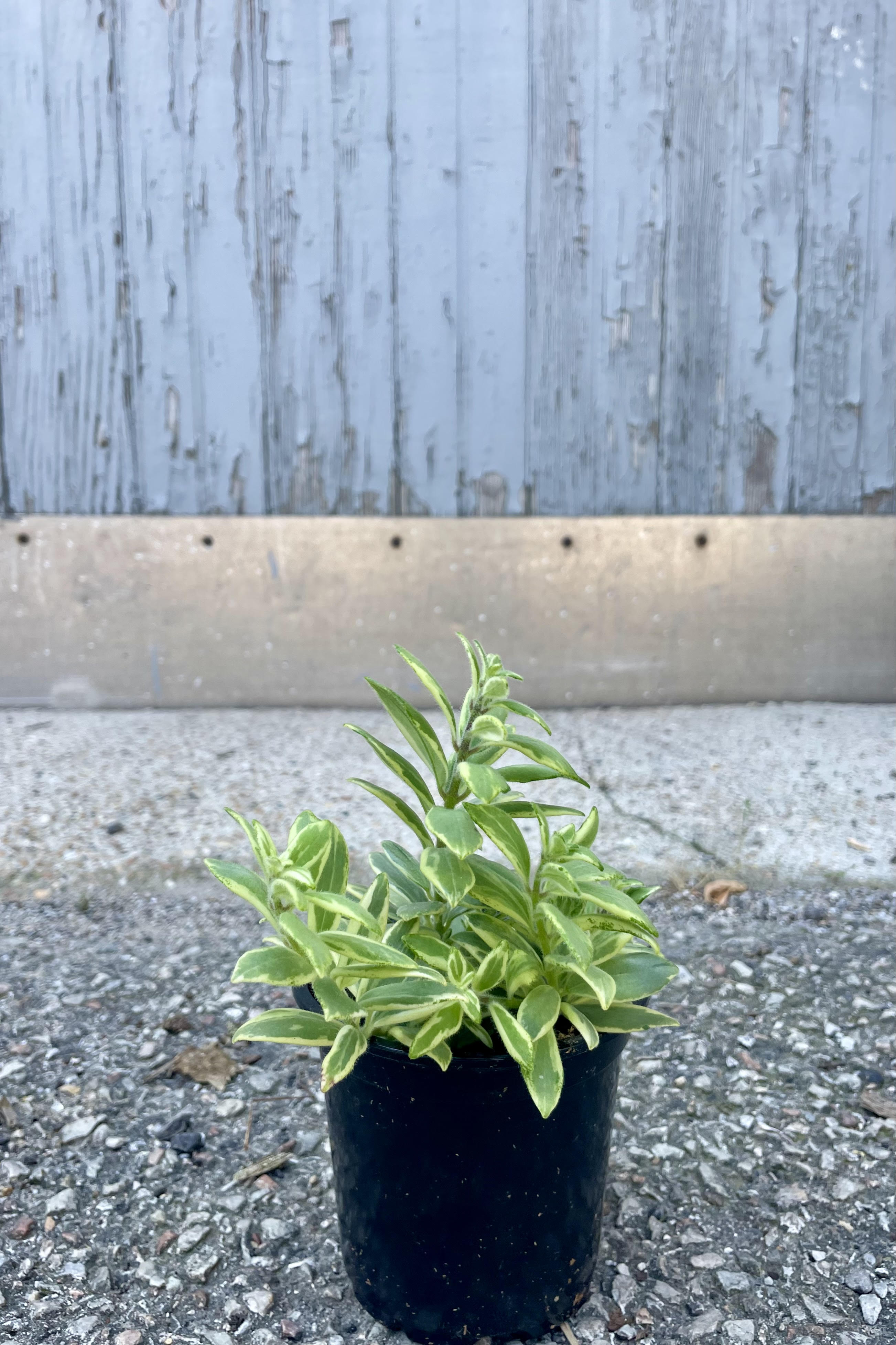Photo of Aeschynanthus radicans 'Bolero Bicolore' in a black pot on a concrete surface. The plant has vibrantly variegated leaves of yellow and green. The photo is from the front showing the plant in front of a gray wall.