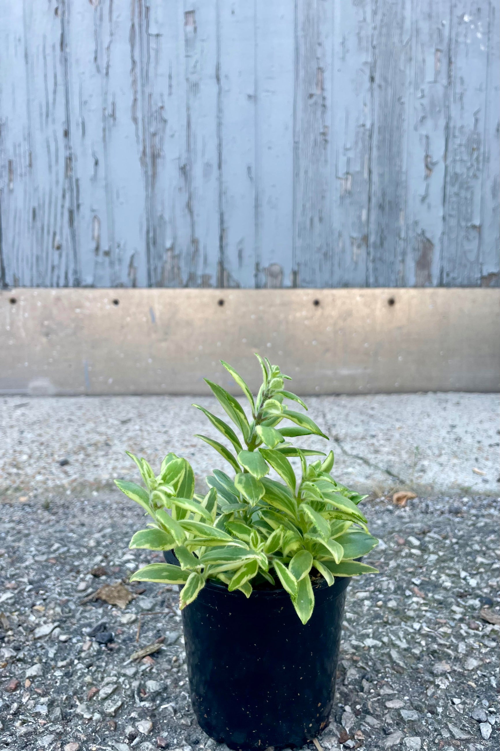 Photo of Aeschynanthus radicans 'Bolero Bicolore' in a black pot on a concrete surface. The plant has vibrantly variegated leaves of yellow and green. The photo is from the front showing the plant in front of a gray wall. ©Sprout Home