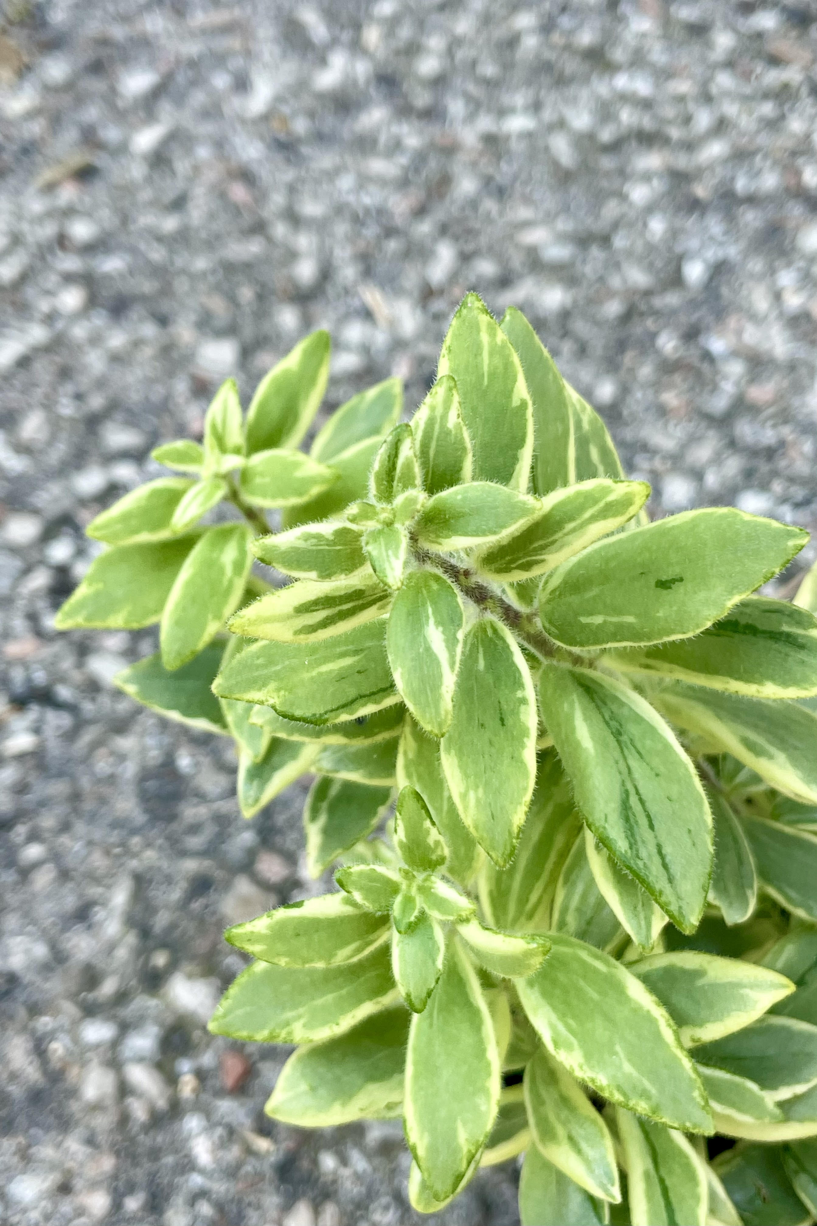 Close photo of the yellow and green variegated leaves of Aeschynanthus 'Bolero Bicolore'