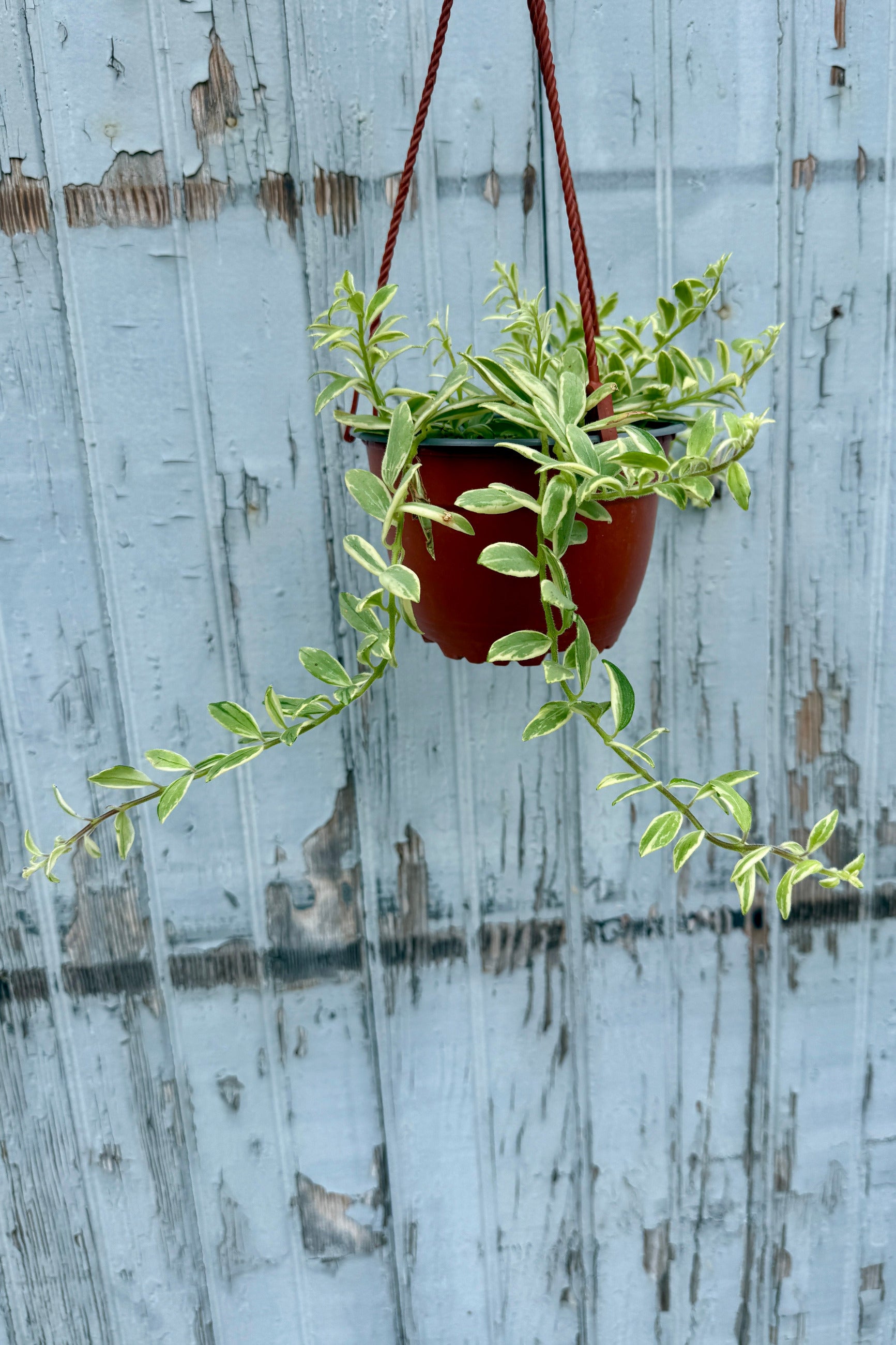 Aeschynanthus radicans 'Bolero Bicolor' 6" hanging in front of a blue gray wood wall ©Sprout Home
