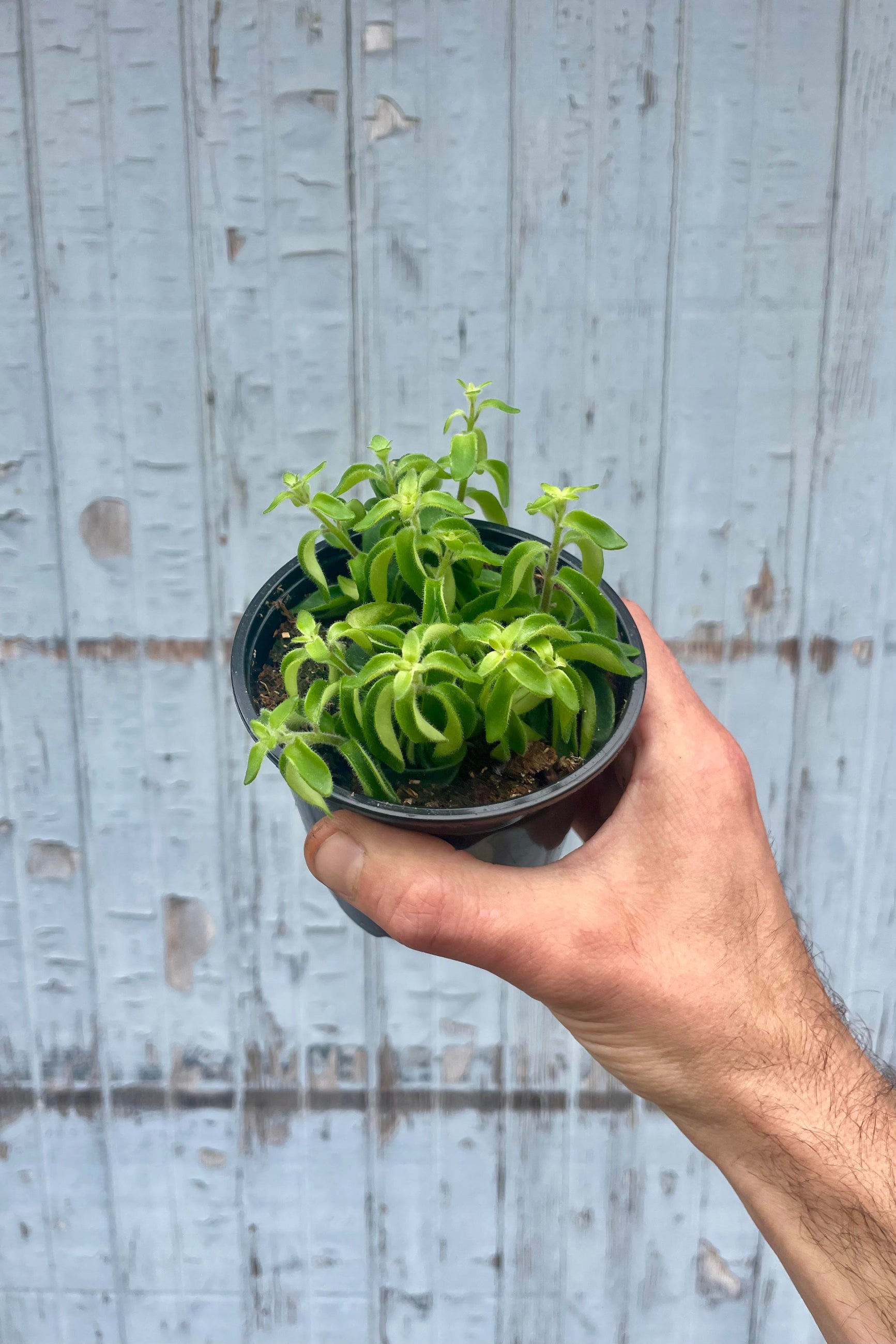 Lipstick plant in a 4" growers pot being held in hand ©Sprout Home